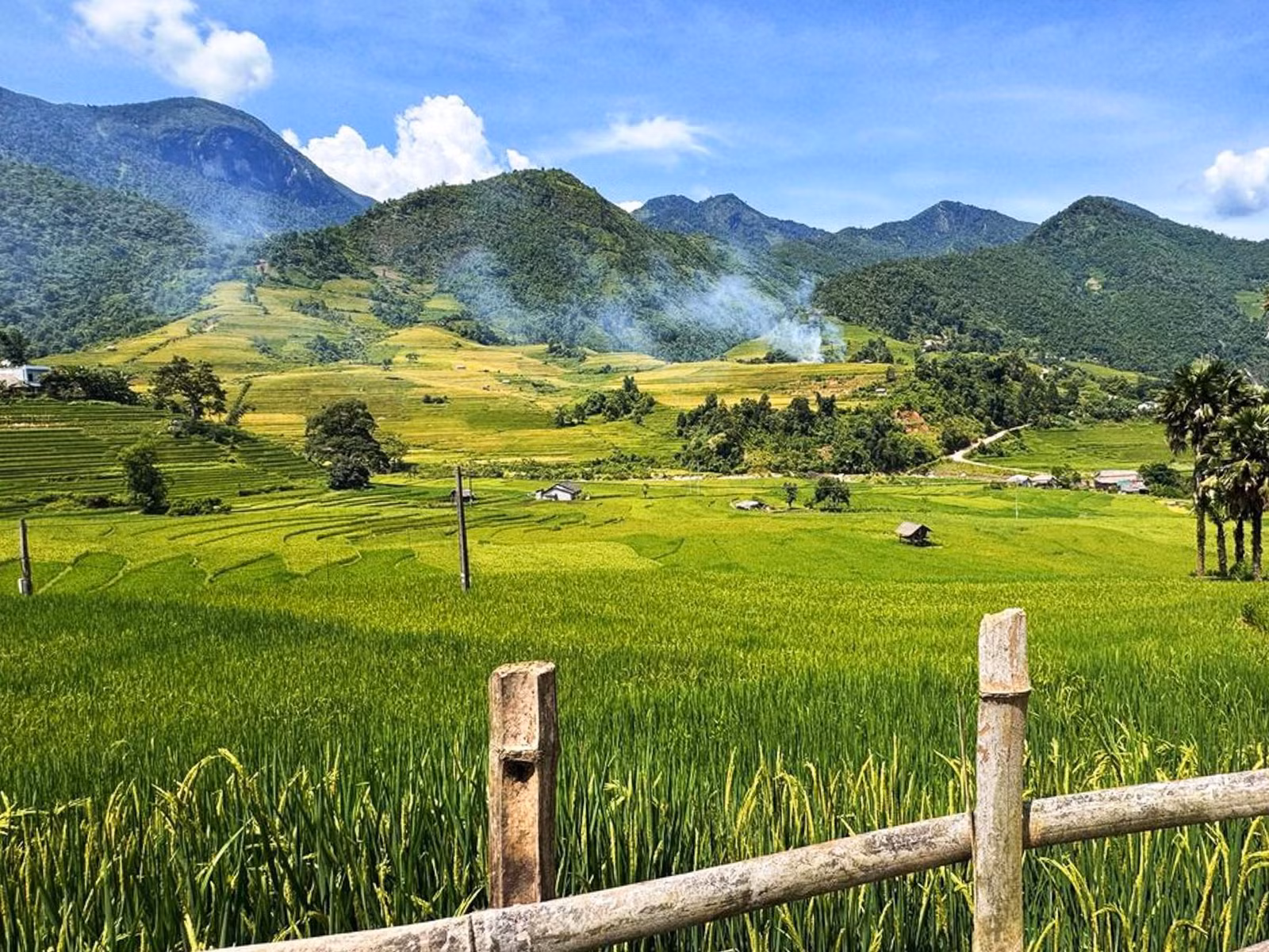 Lúa ở Nậm Cang đã bắt đầu ngả vàng, ảnh chụp vào ngày 27/7.