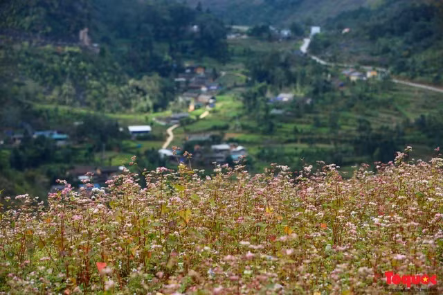 Hà Giang - mùa tam giác mạch.