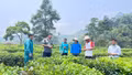 Doanh thu từ cây chè đạt gần 795 tỷ đồng