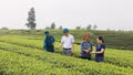 Chủ động phòng trừ sâu bệnh trên cây chè