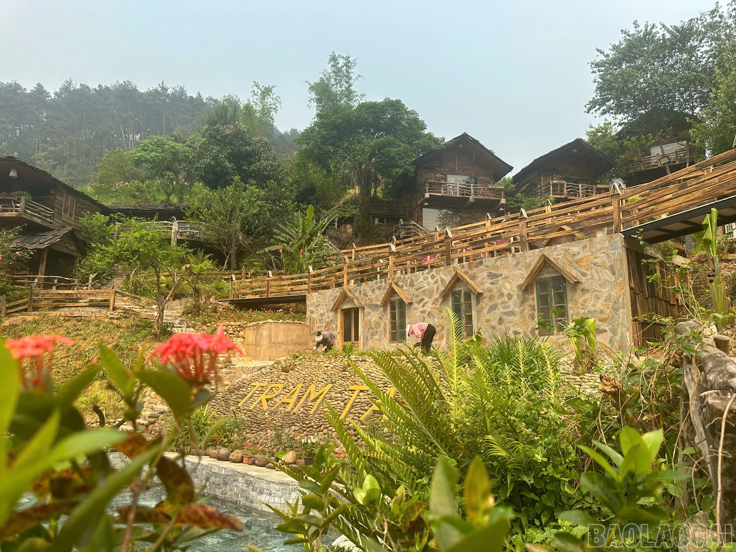 baolaocai-br_a-1.jpg