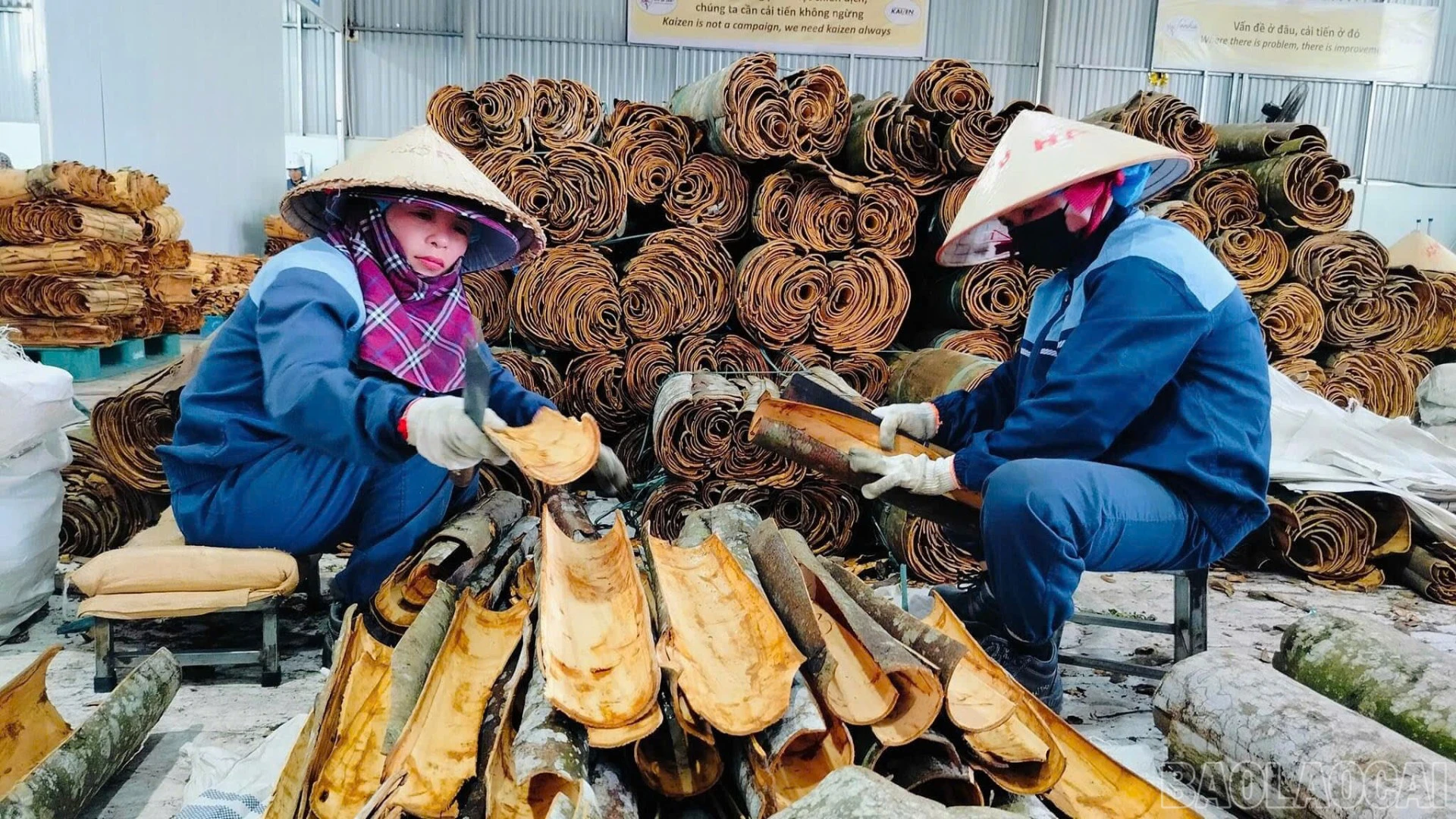 baolaocai-br_20-3255.png