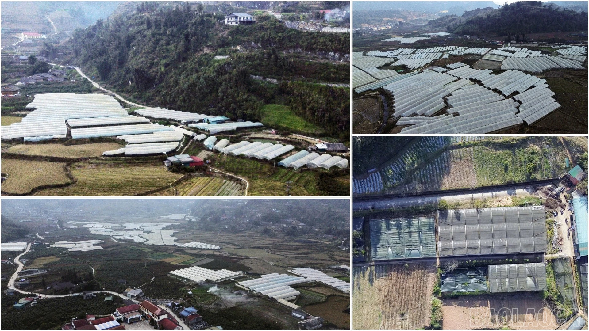baolaocai-br_13-1809.png