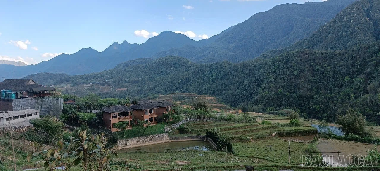 baolaocai-br_1.jpg