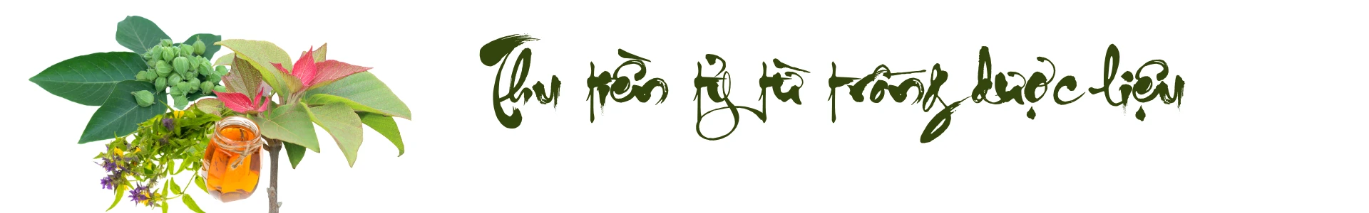 de-lao-cai-tro-thanh-trung-tam-duoc-lieu-quoc-gia.png