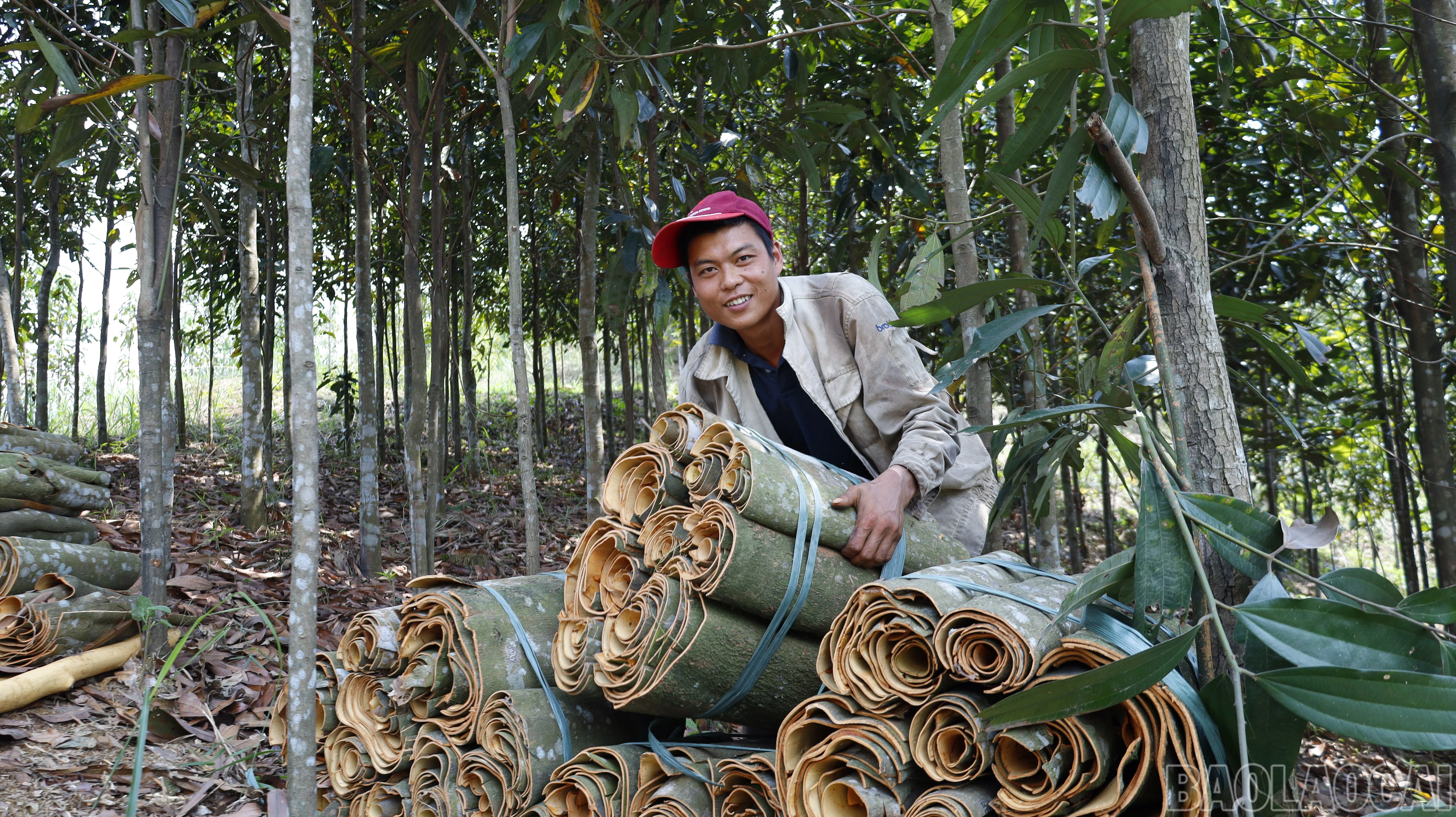 baolaocai-br_cay-que-mang-lai-nguon-thu-nhap-lon-cho-nong-dan-xa-mau-a.jpg
