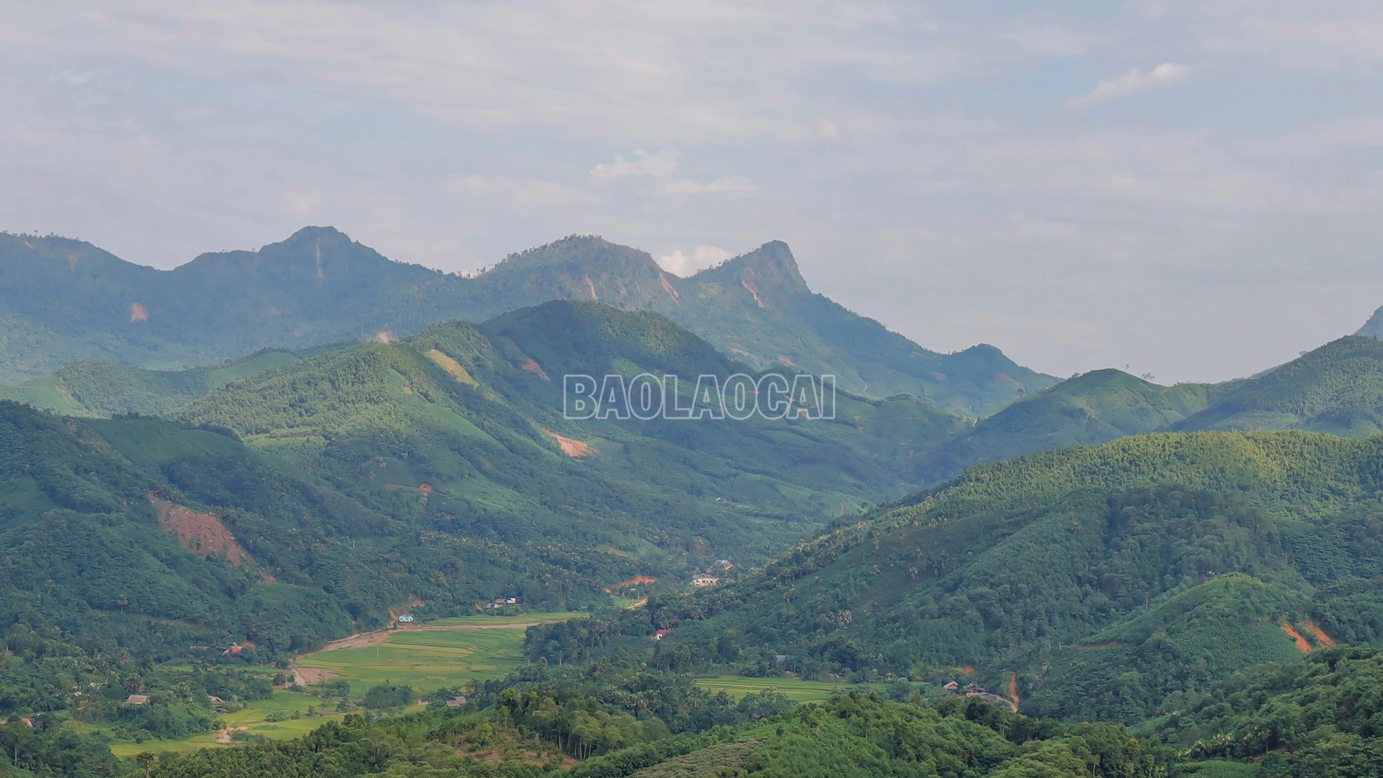 baolaocai-c_cay-que-phu-xanh-nhieu-vung-doi-nui-tren-dia-ban-tinh.jpg