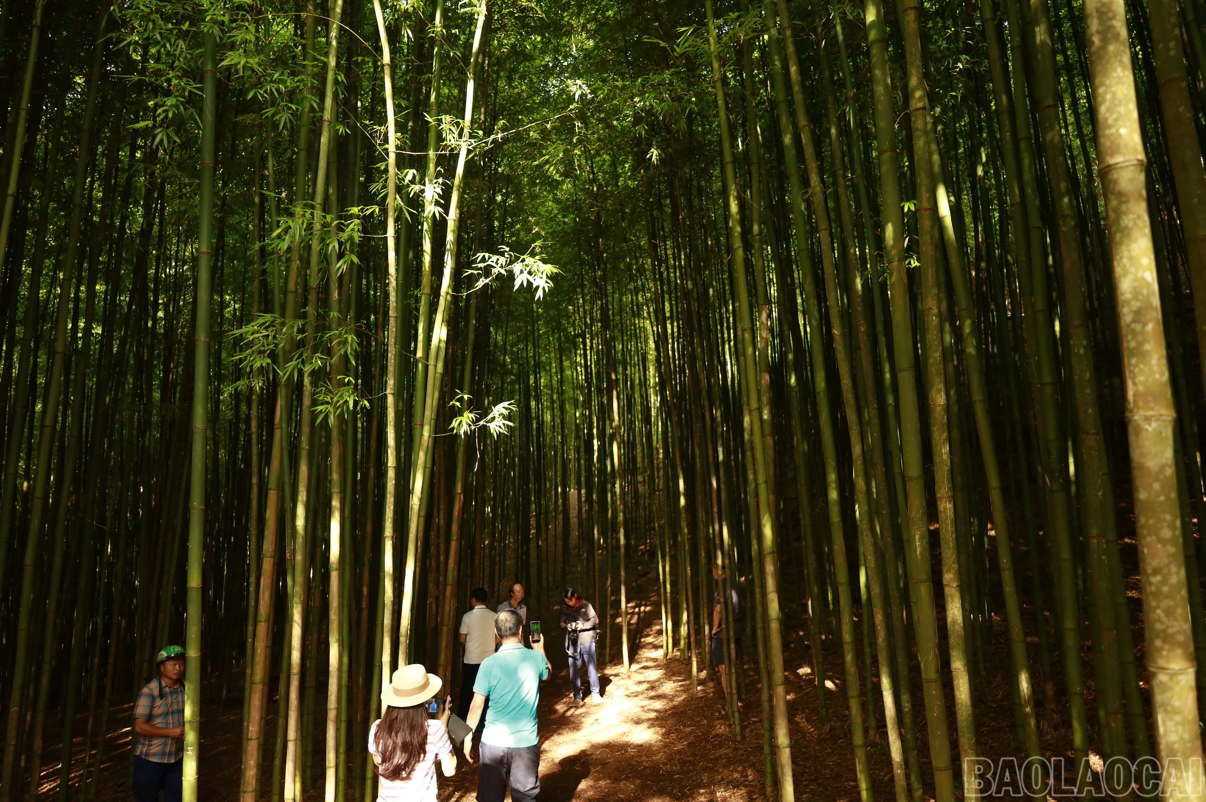 baolaocai-br_mg-8482.jpg