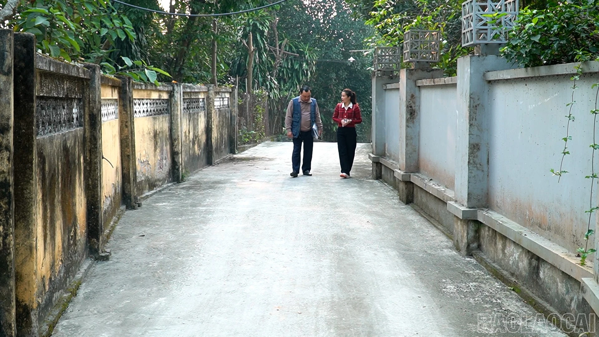baolaocai-br_3.jpg