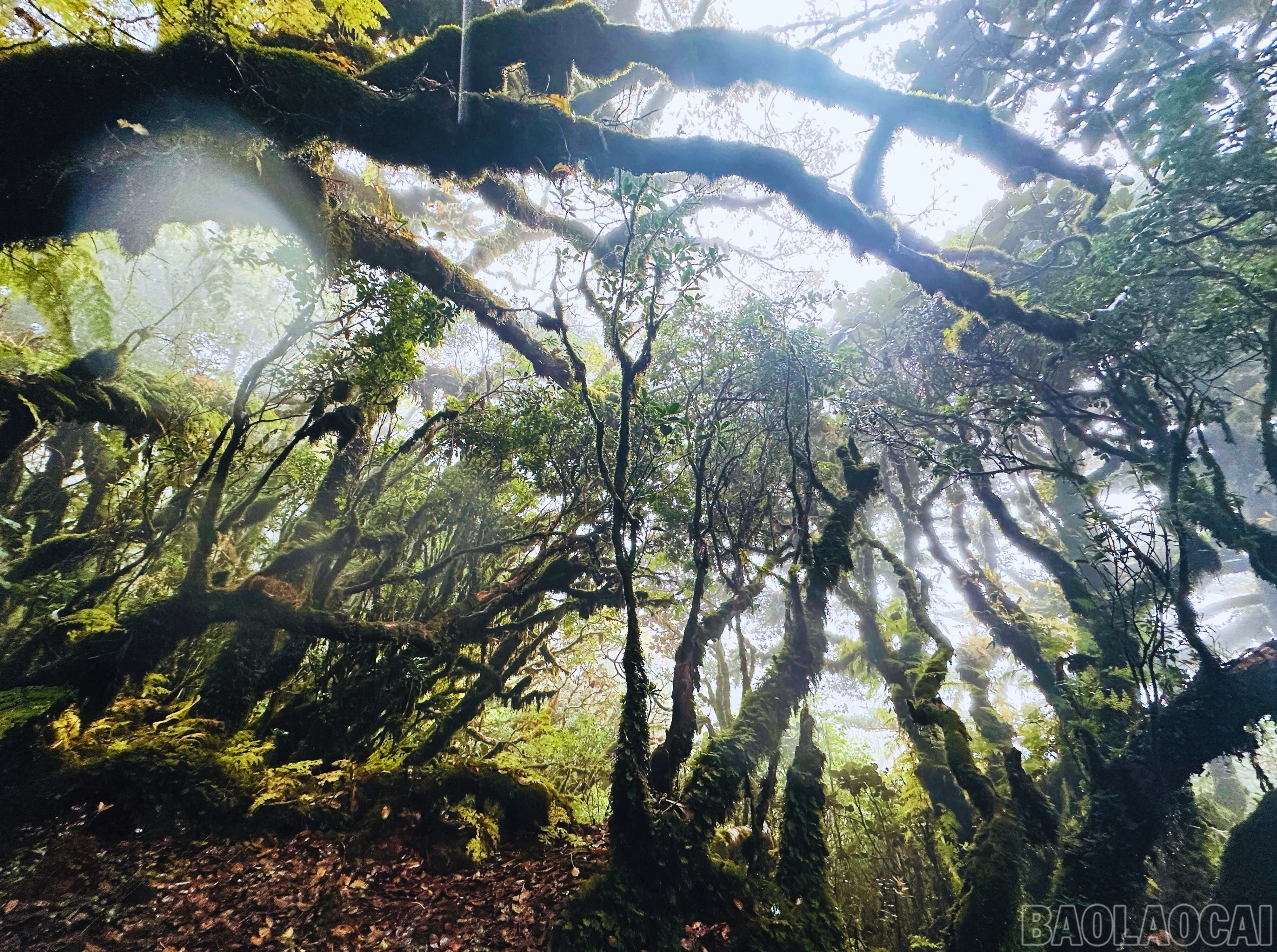baolaocai-br_7.jpg