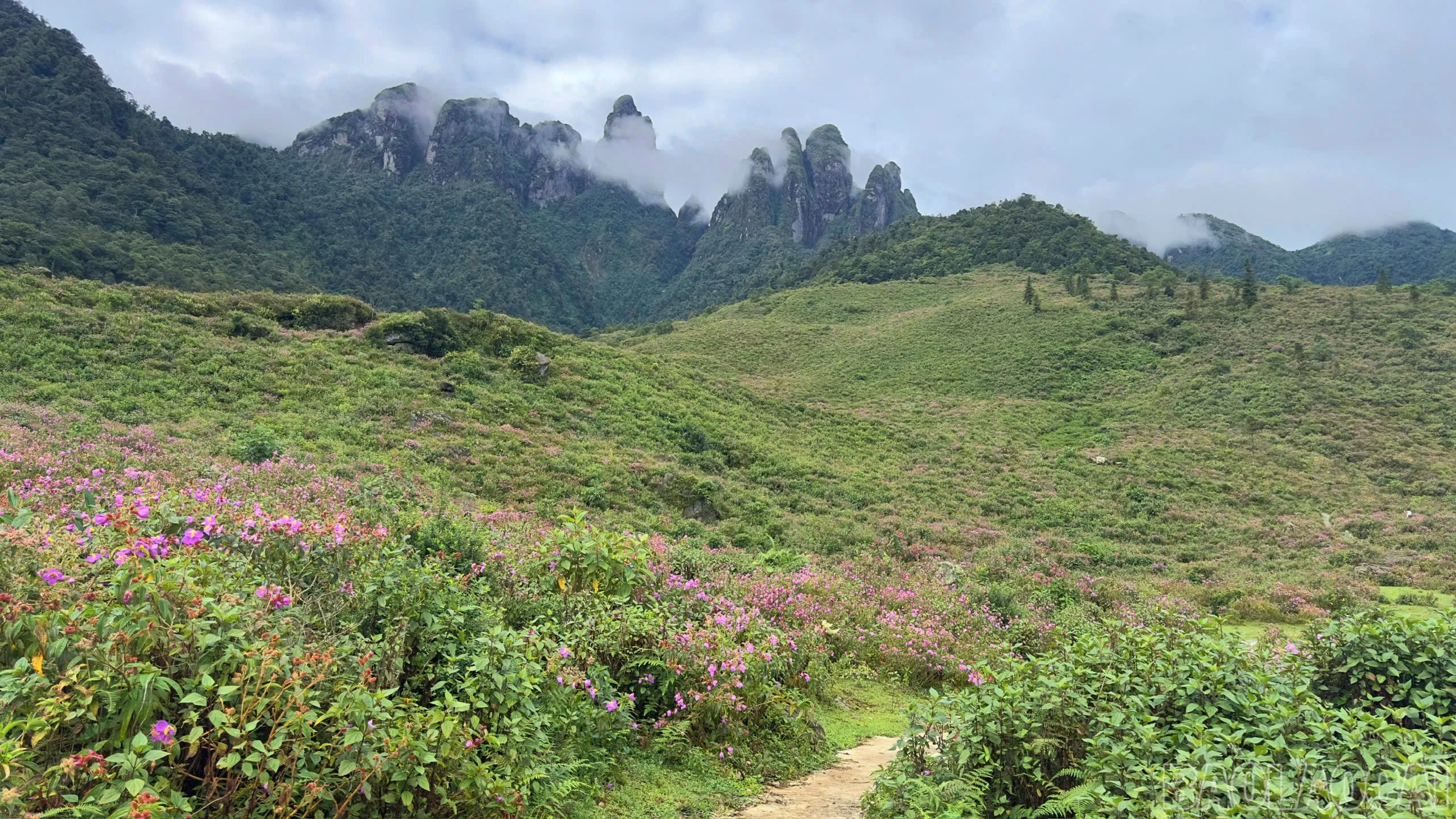 baolaocai-br_a7.jpg