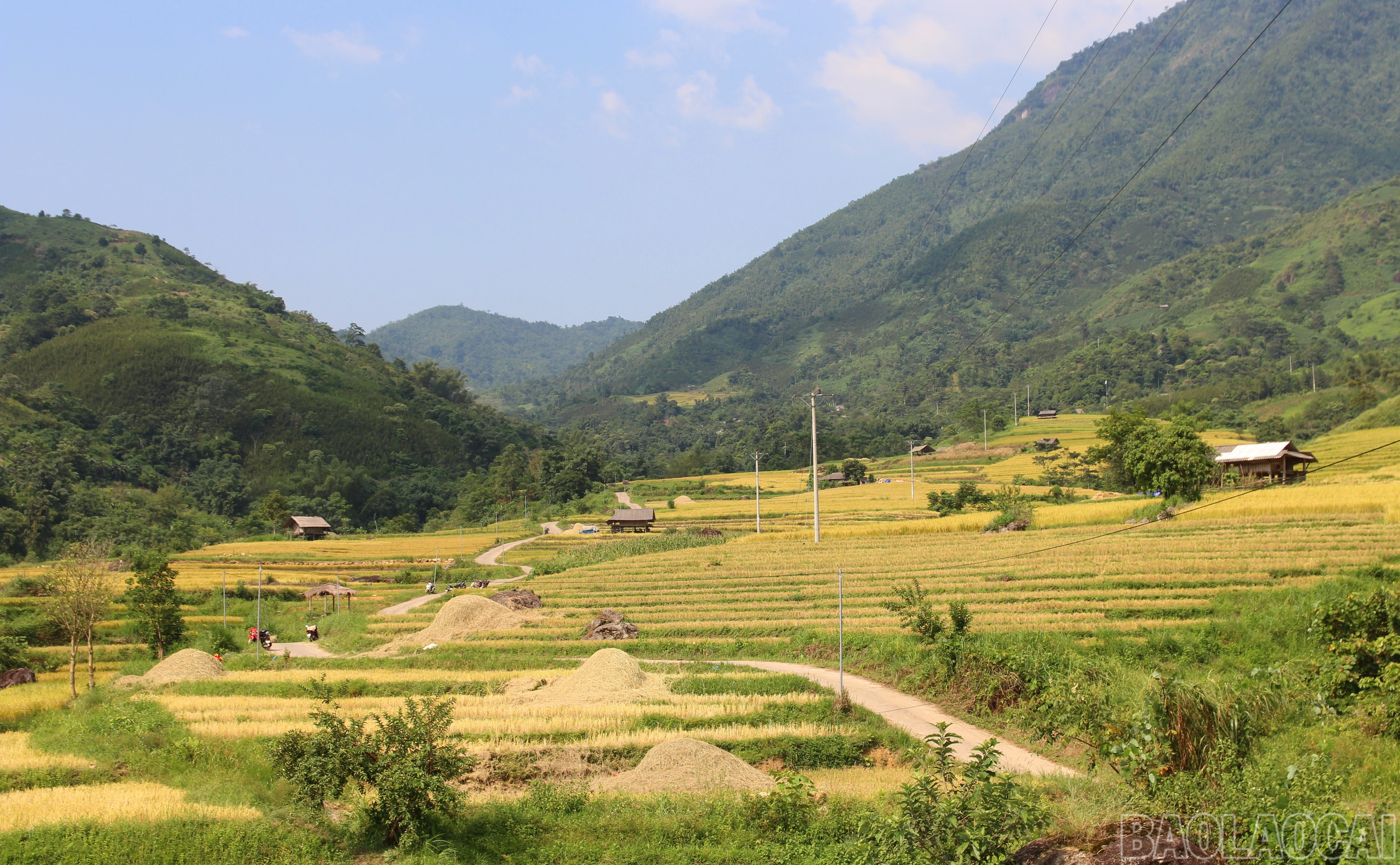 baolaocai-br_a1.jpg