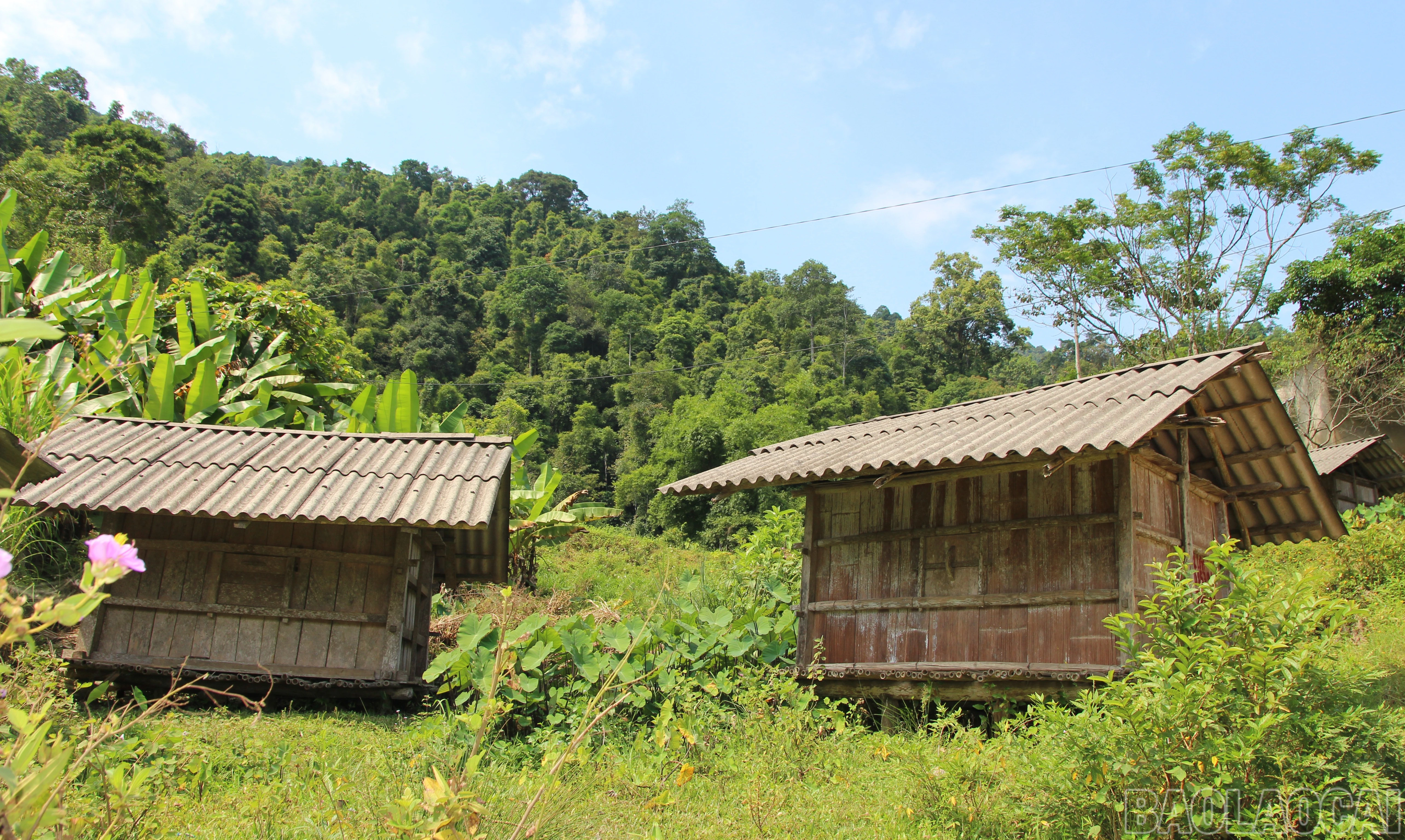 baolaocai-br_a7.jpg