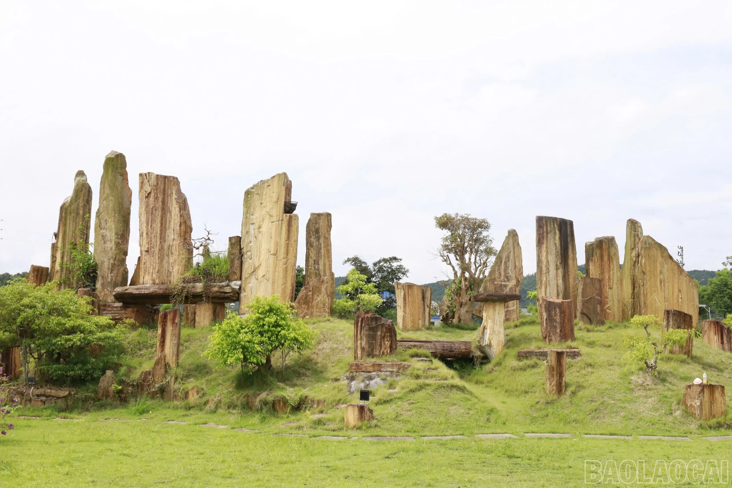 baolaocai-br_img-4952.jpg