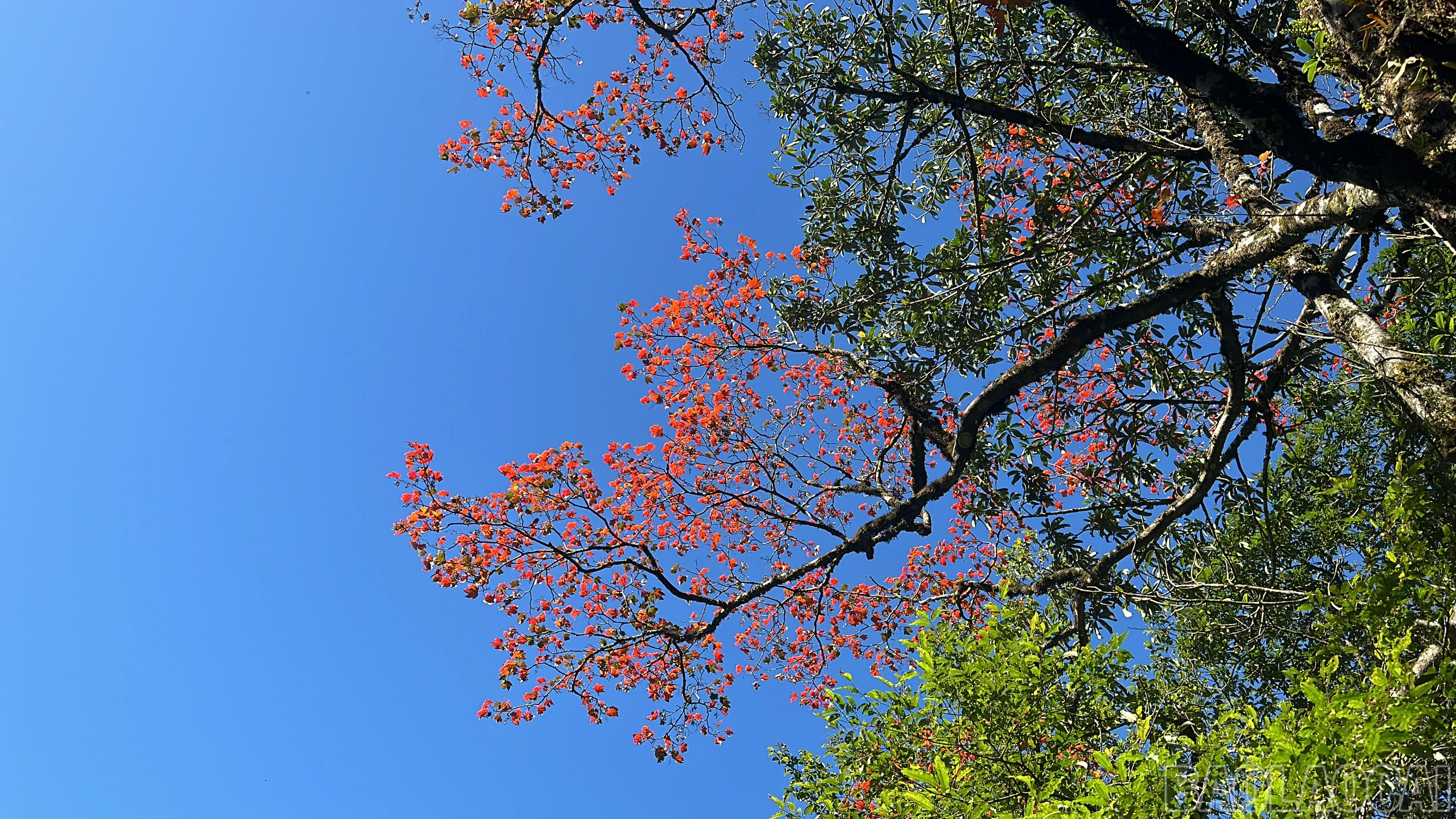 baolaocai-br_img-5209.jpg