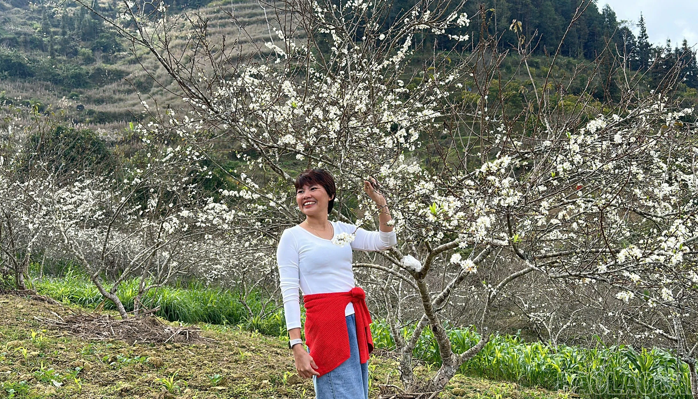 baolaocai-br_a4.jpg
