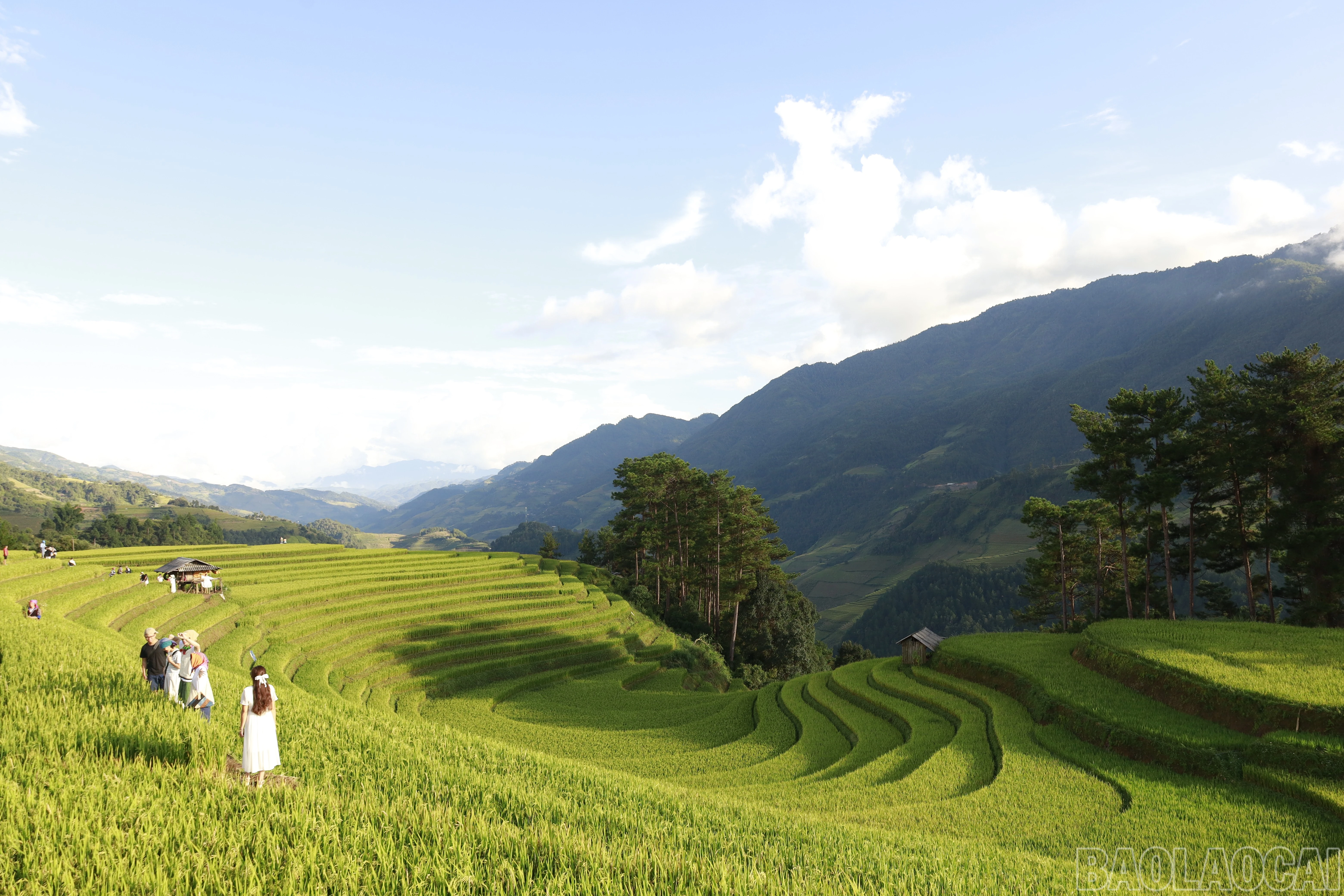 baolaocai-br_mg-8517.jpg
