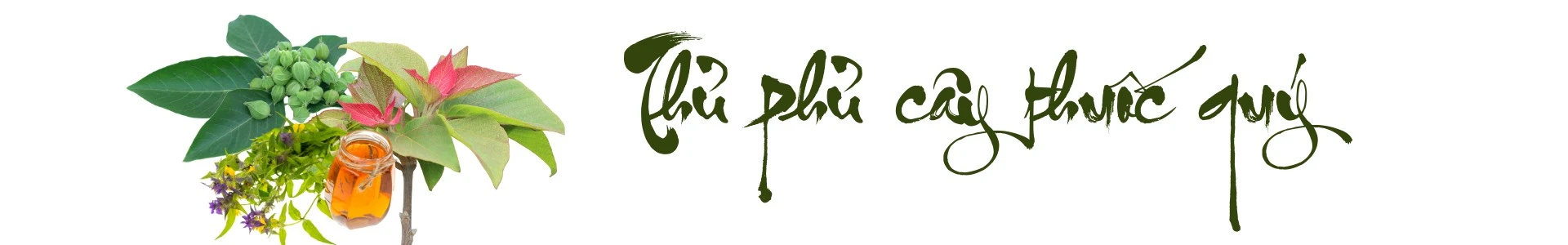 de-lao-cai-tro-thanh-trung-tam-duoc-lieu-quoc-gia.png