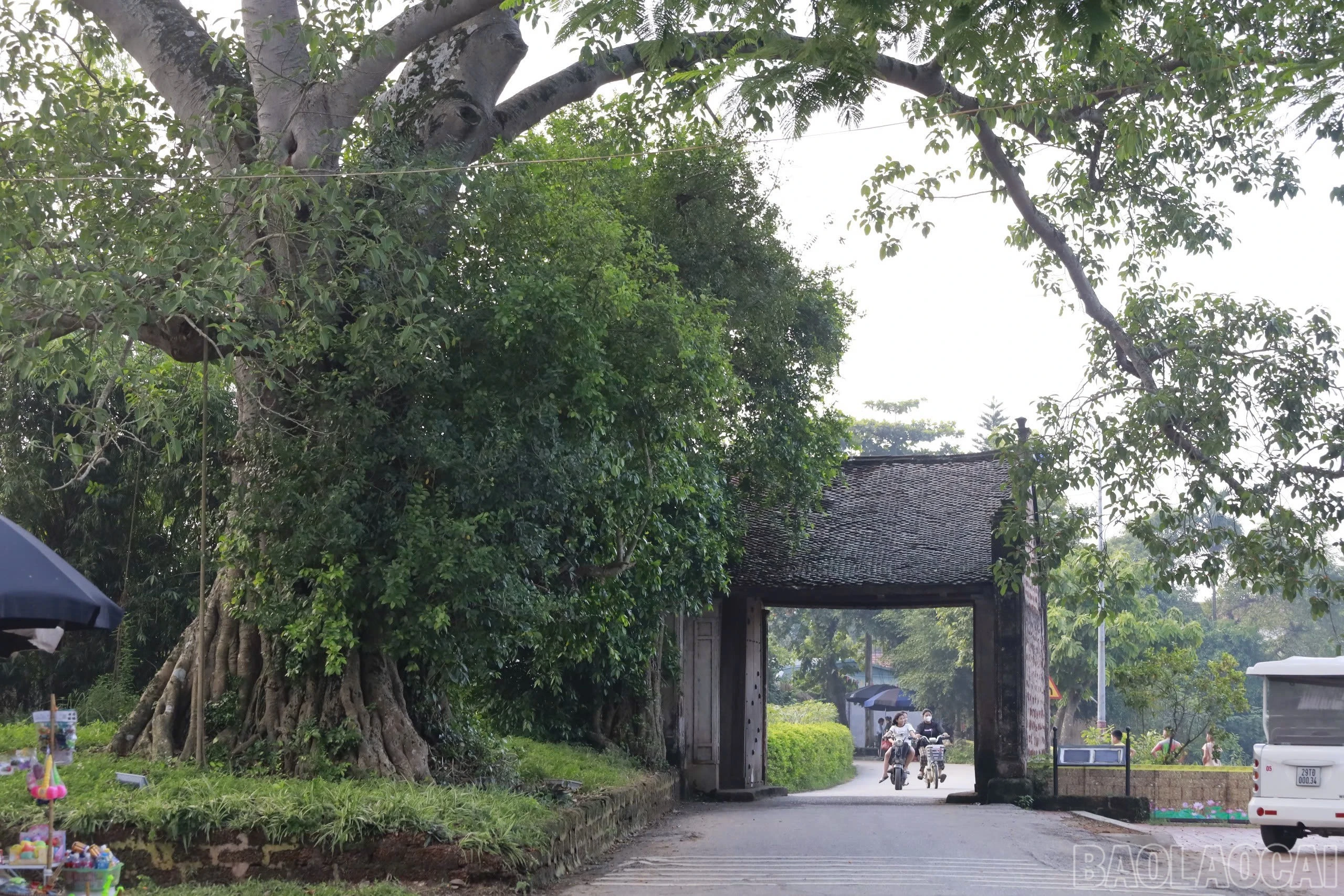 baolaocai-br_img-4646.jpg