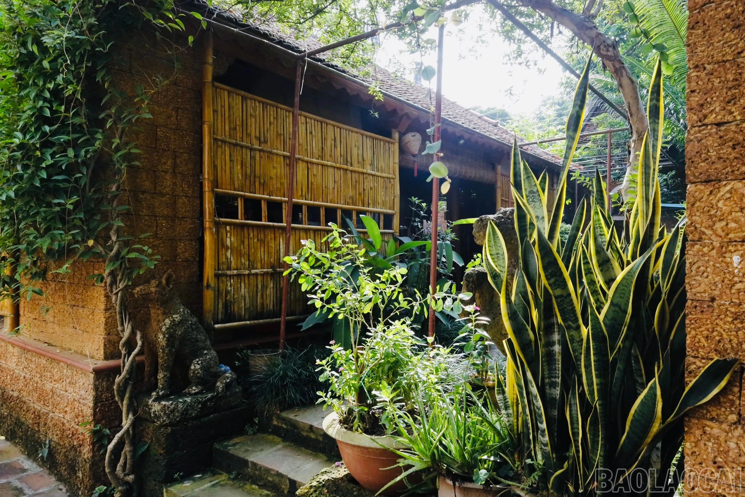 baolaocai-br_img-4682.jpg