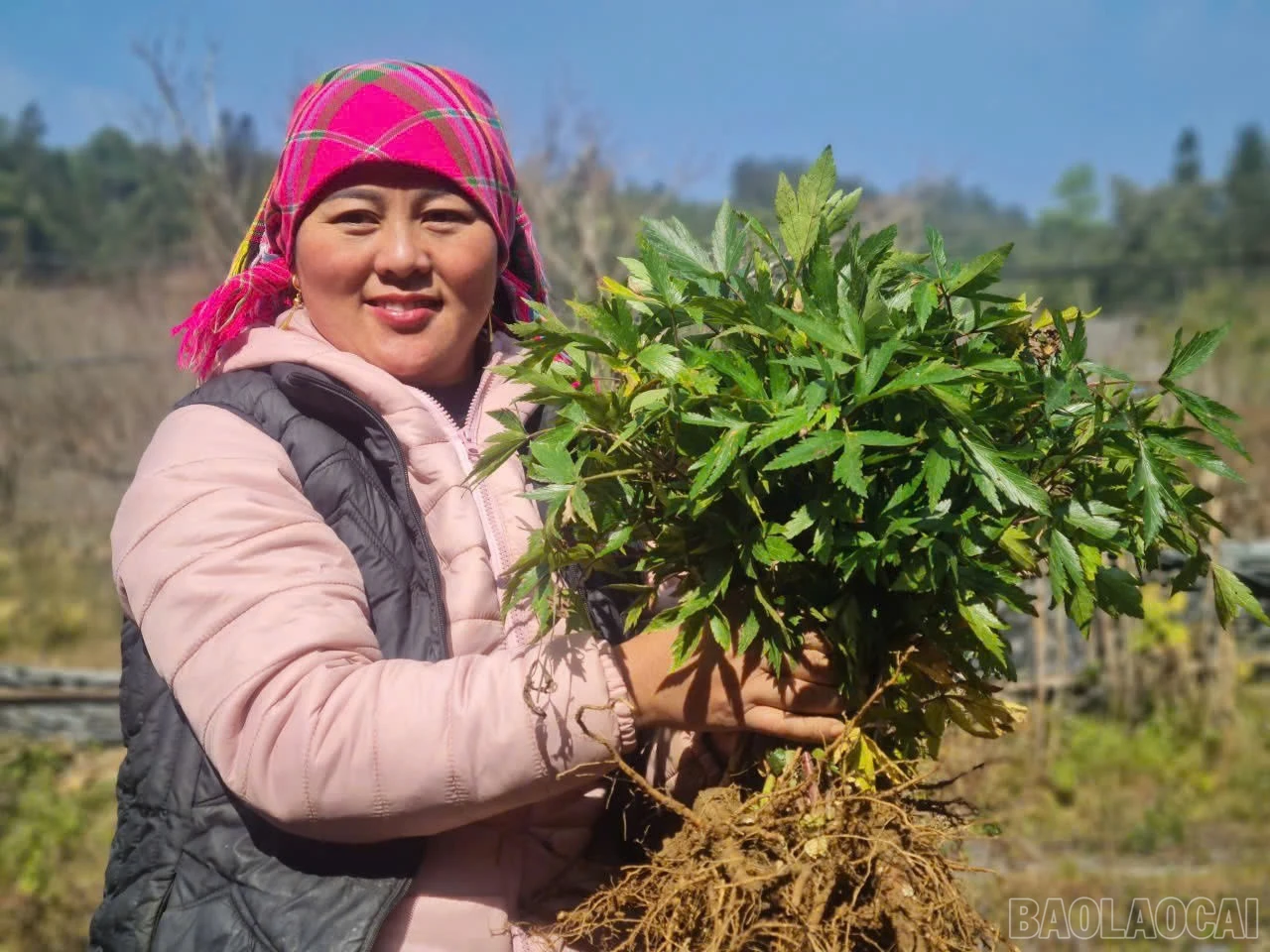 baolaocai-br_6544881481014185436.jpg