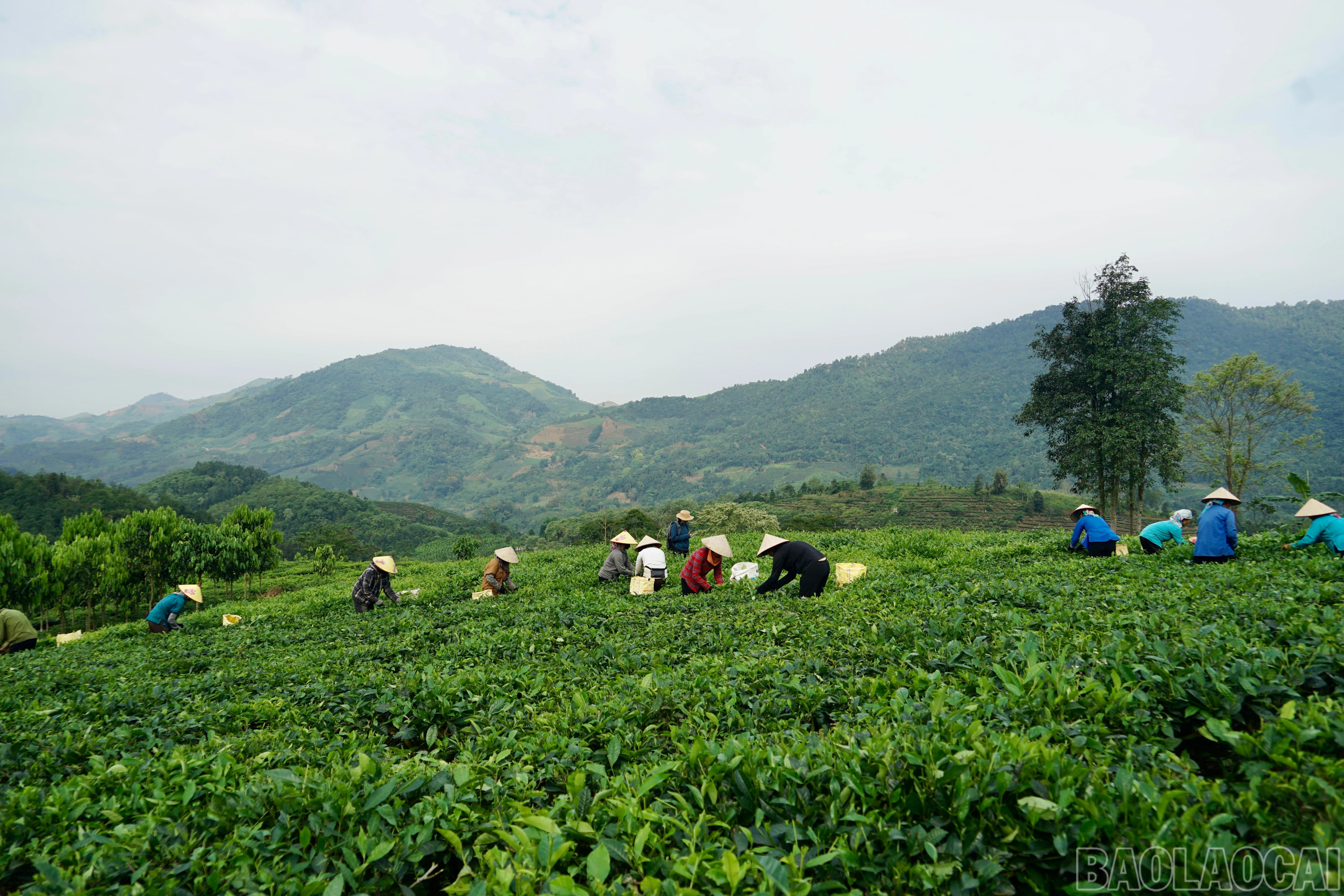 baolaocai-br_img-8345.jpg