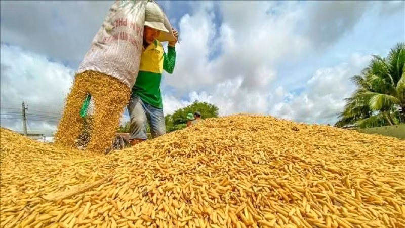 Trong hai tháng đầu năm, tình hình thị trường lúa gạo thế giới có nhiều biến động, theo các chuyên gia nguyên nhân của việc giá gạo giảm đó là có sự mất cân đối cung-cầu trên thị trường thế giới.
