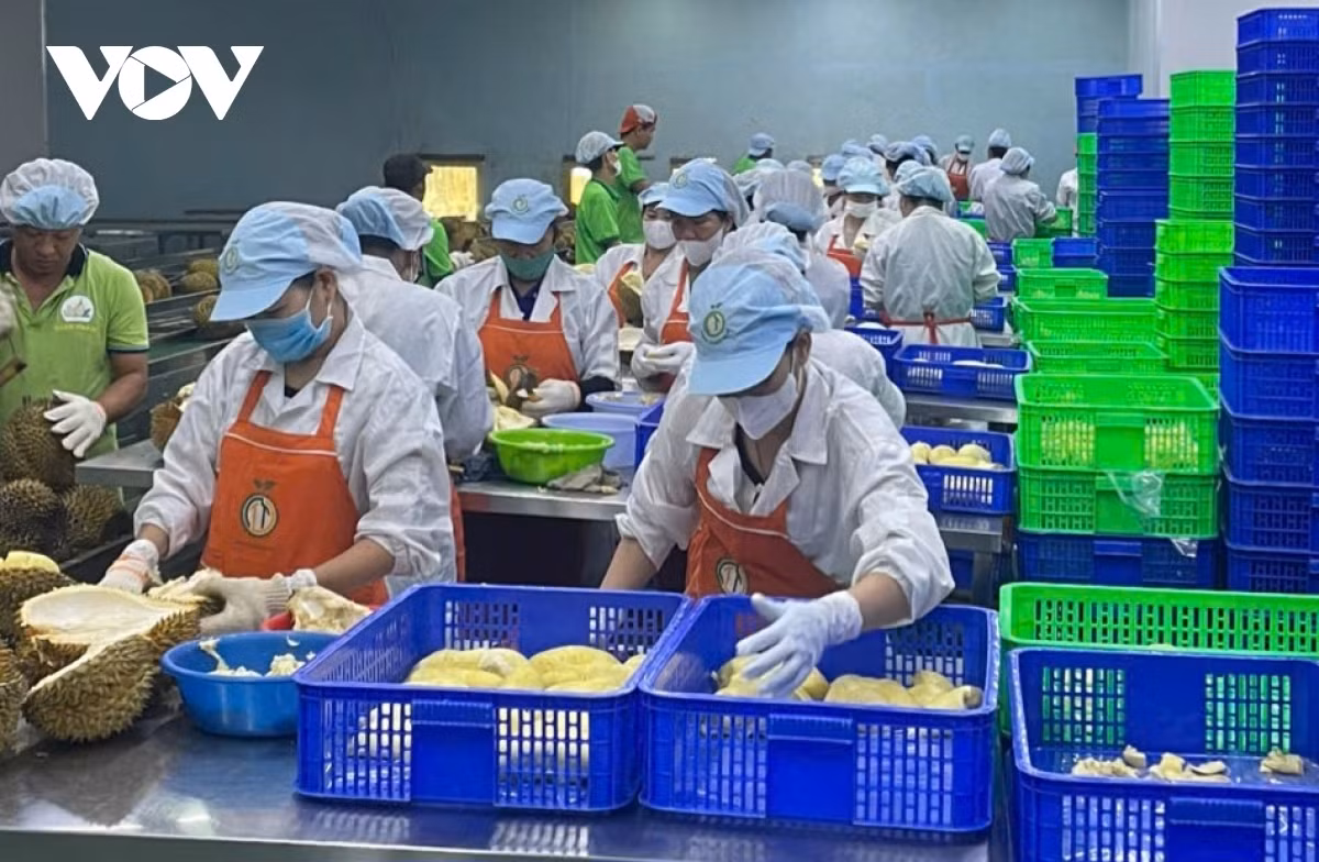 Công ty Xuất Nhập khẩu Thương mại Toàn Thắng đang bóc tách múi, cơm và cấp đông, trữ đông (Ảnh: Lệ Hằng)