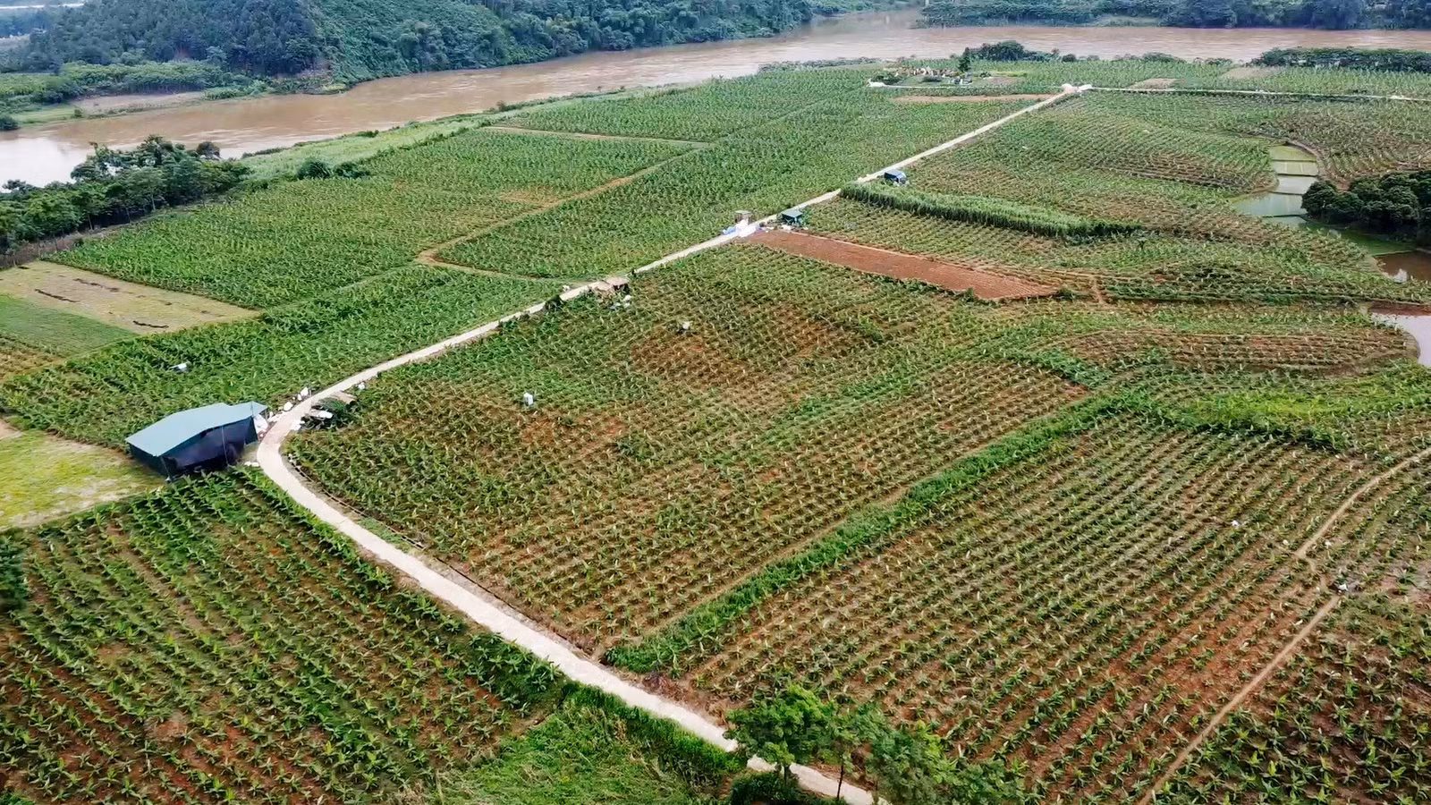 vung-chuoi-hang-hoa-moi-trong-tai-thi-tran-pho-lu-9293.jpg