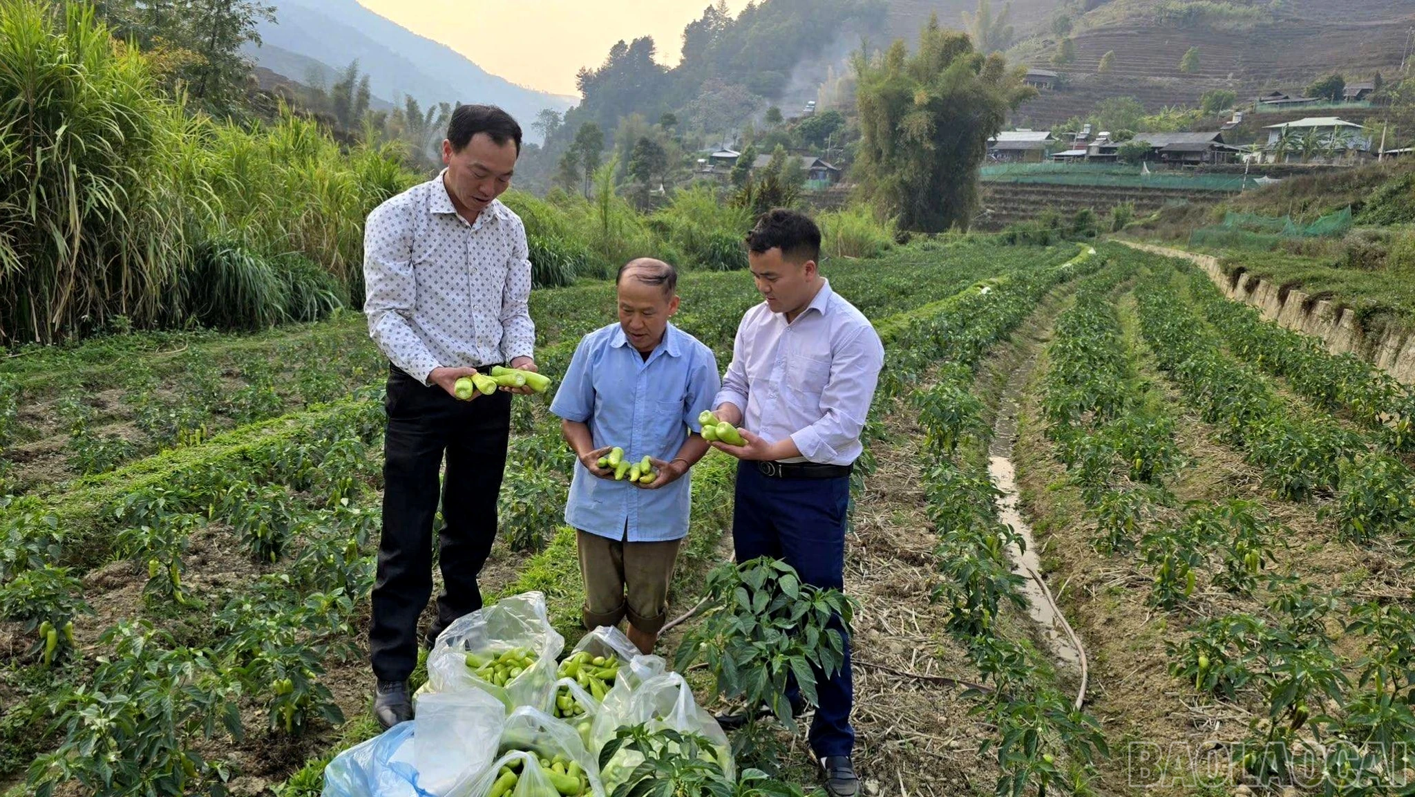 baolaocai-br_can-bo-va-nguoi-dan-trao-doi-danh-gia-hieu-qua-mo-hinh-trong-ot-xanh-tren-ruong-bac-thang-20260330110212.jpg