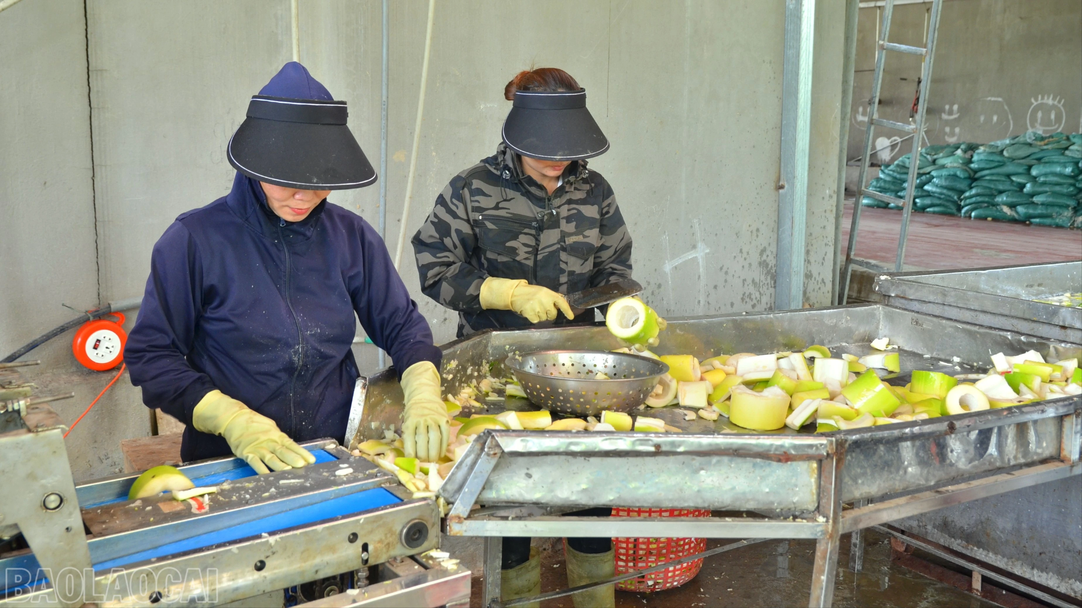 baolaocai-bl_dsc-4993-7873.jpg