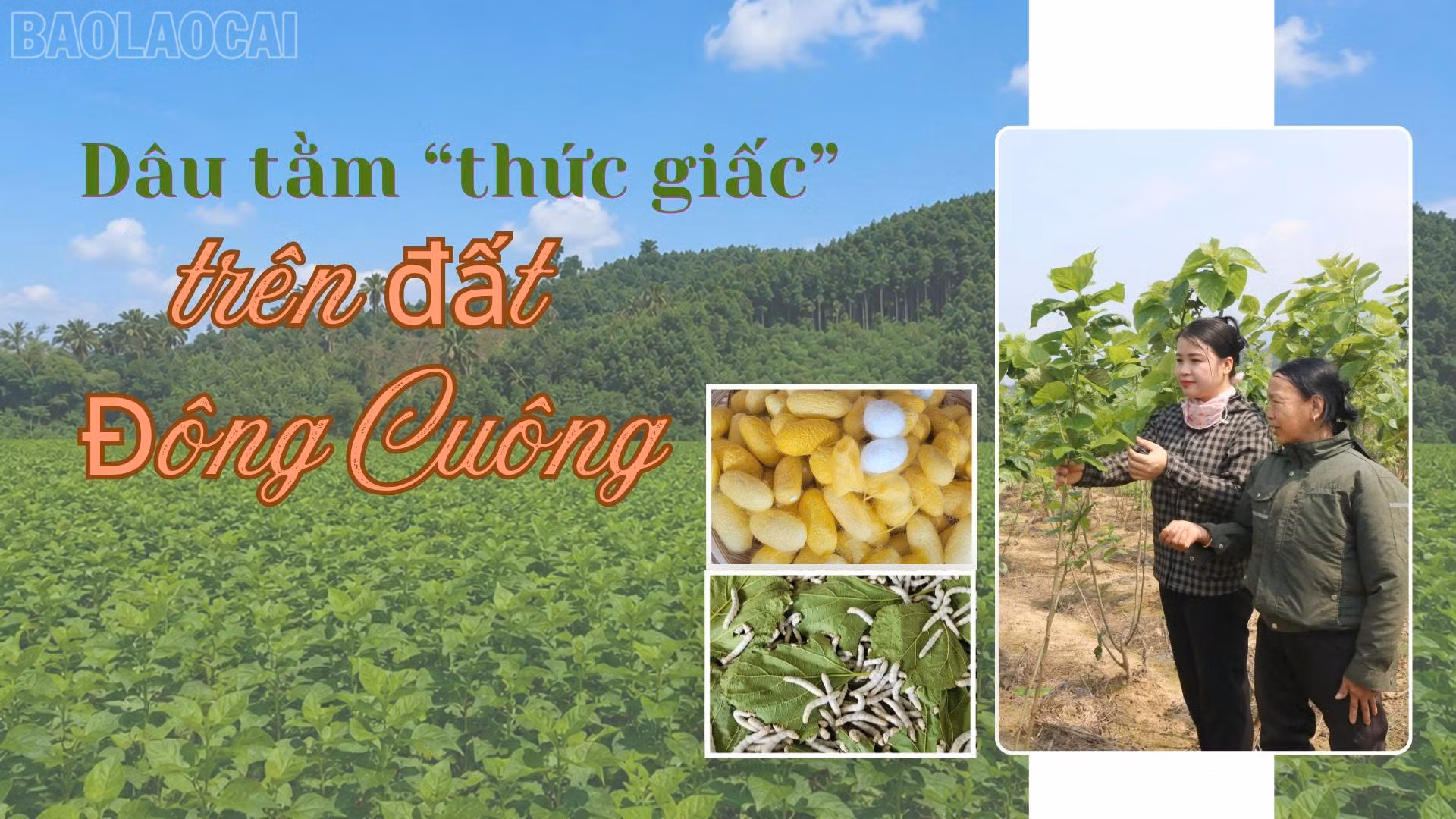 Dâu tằm trên đất Đông Cuông