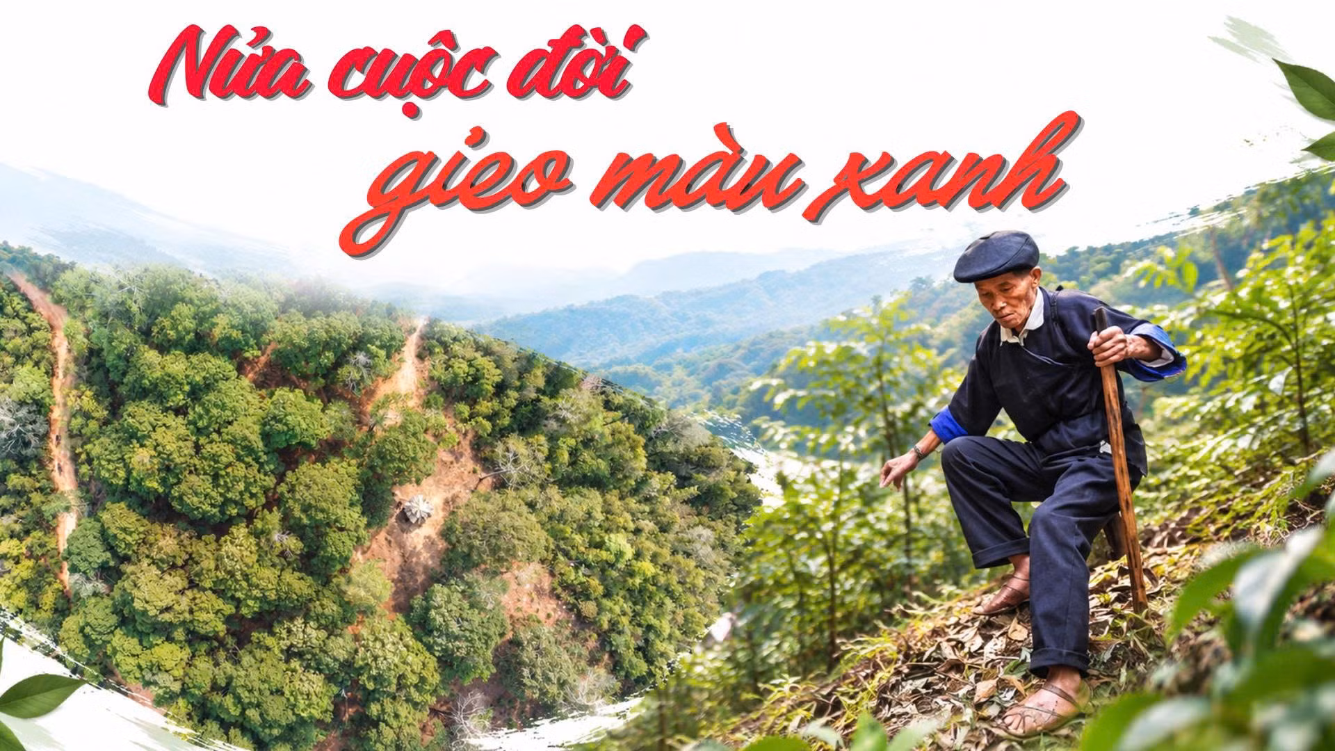 Nửa cuộc đời gieo màu xanh