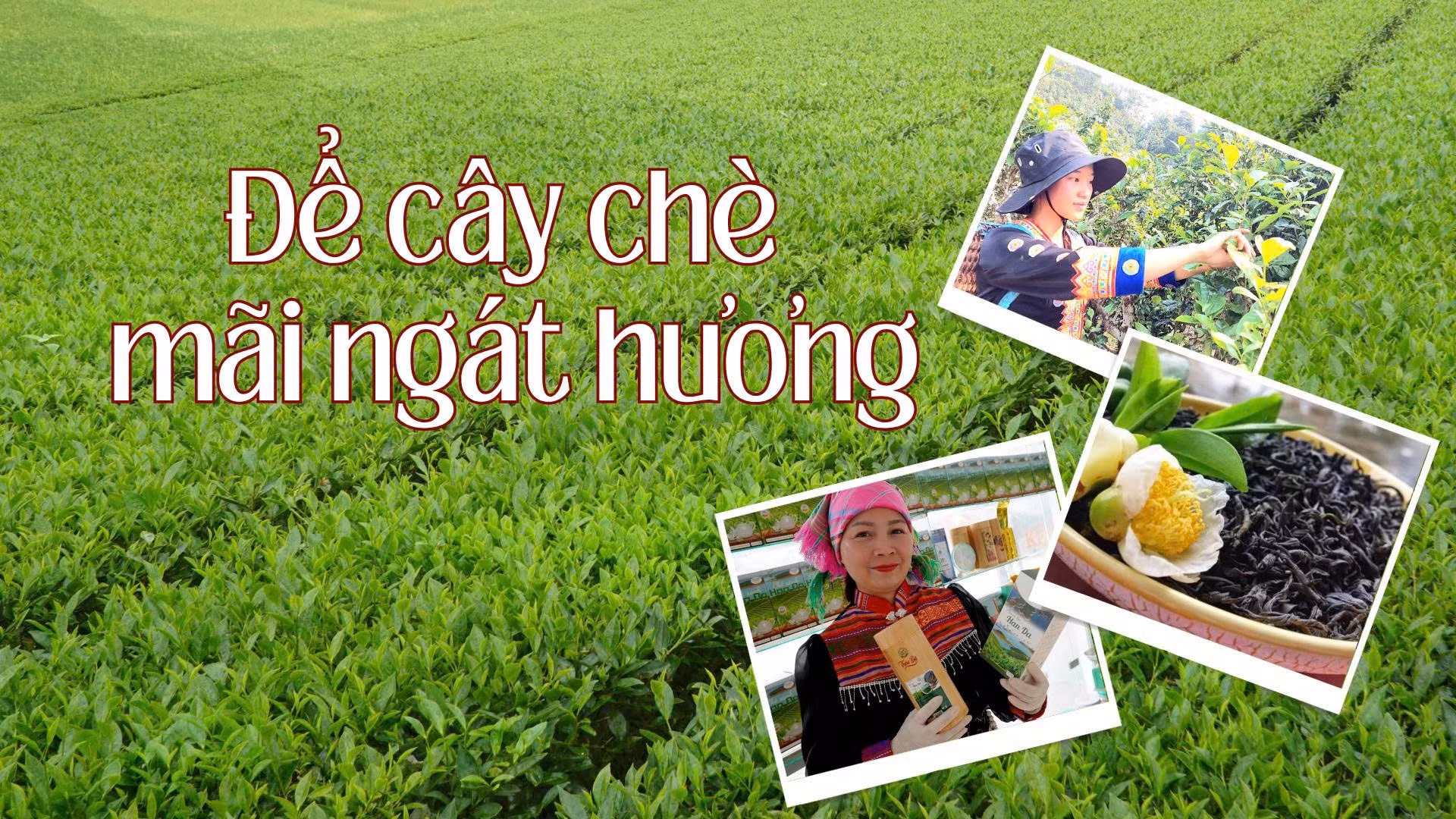 Để cây chè mãi ngát hương