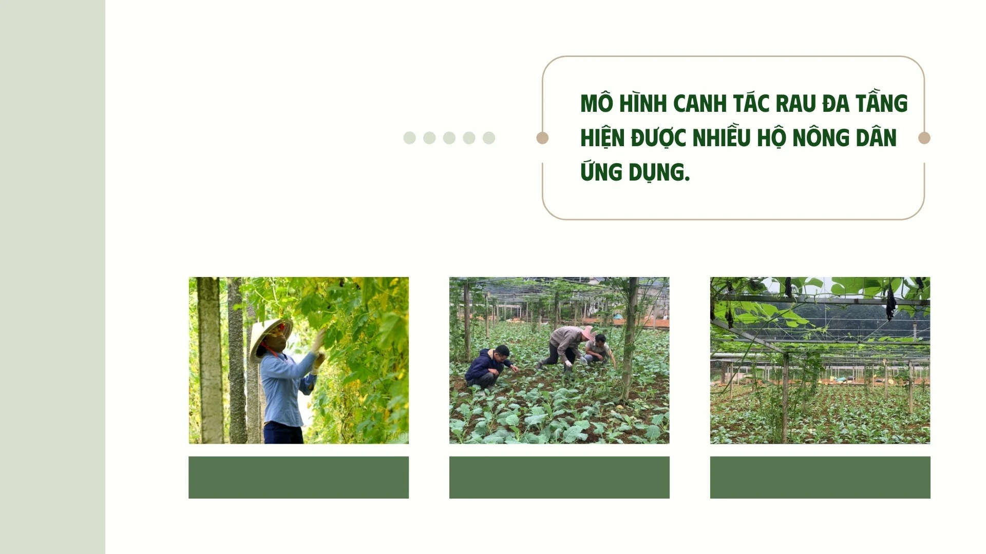 phang-taozip-4.jpg