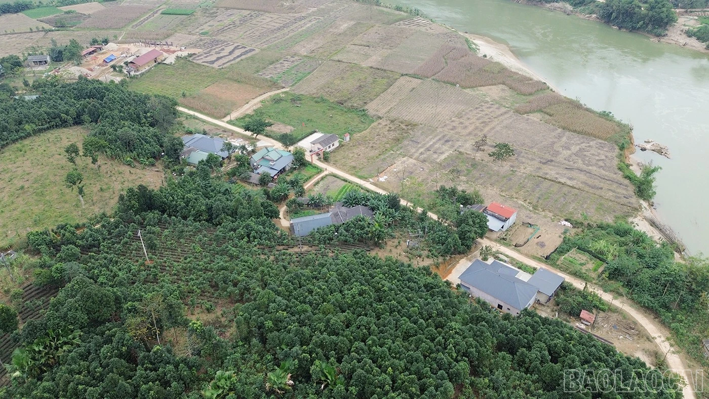 baolaocai-br_venong-4.jpg