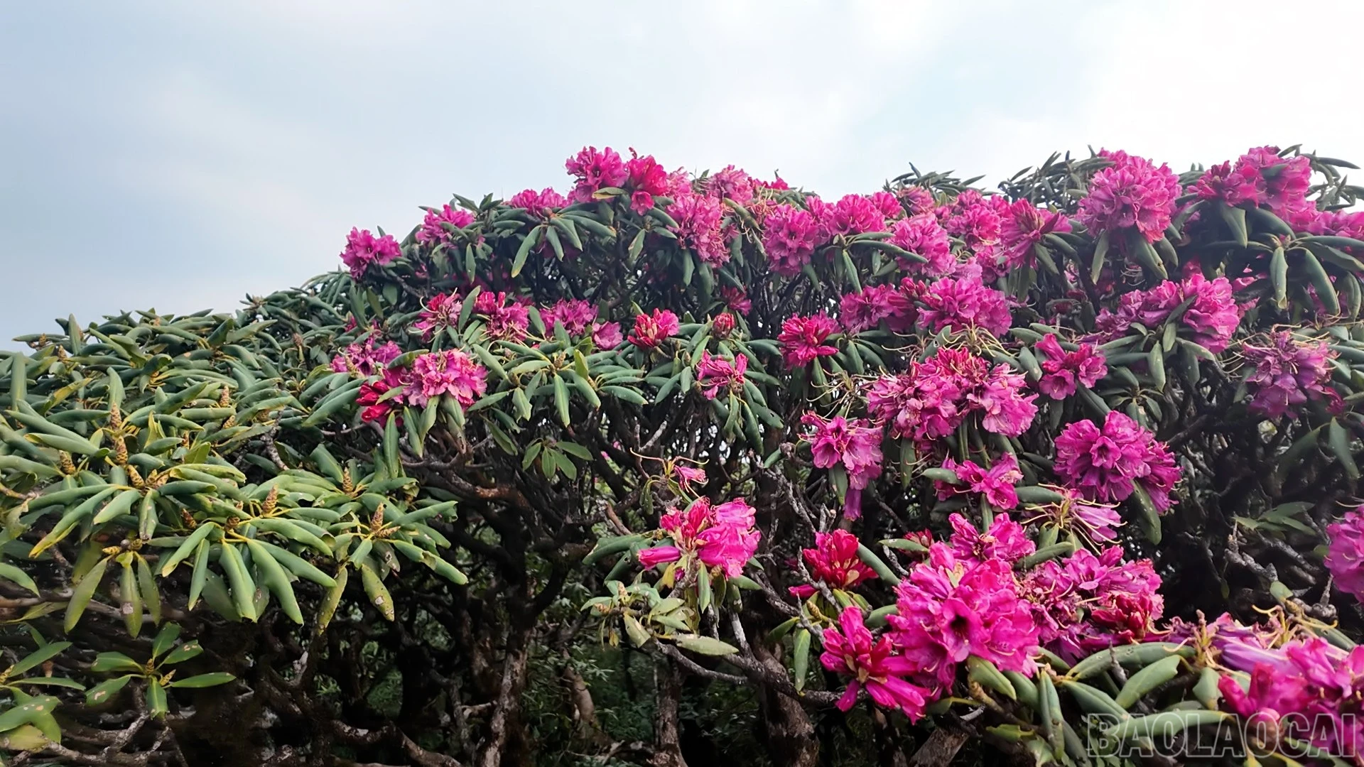 baolaocai-br_putaleng-18.jpg