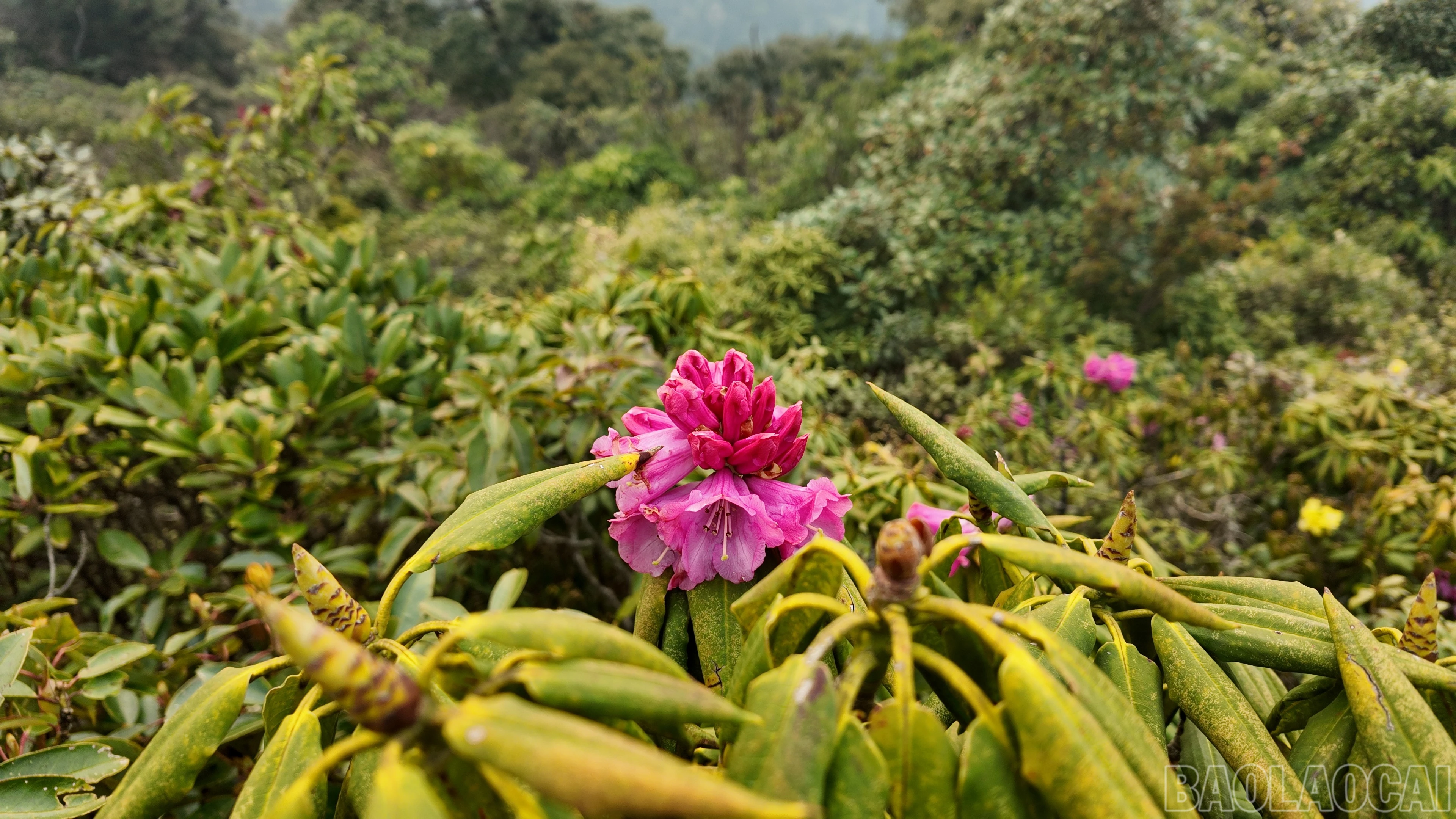 baolaocai-br_putaleng-16.jpg