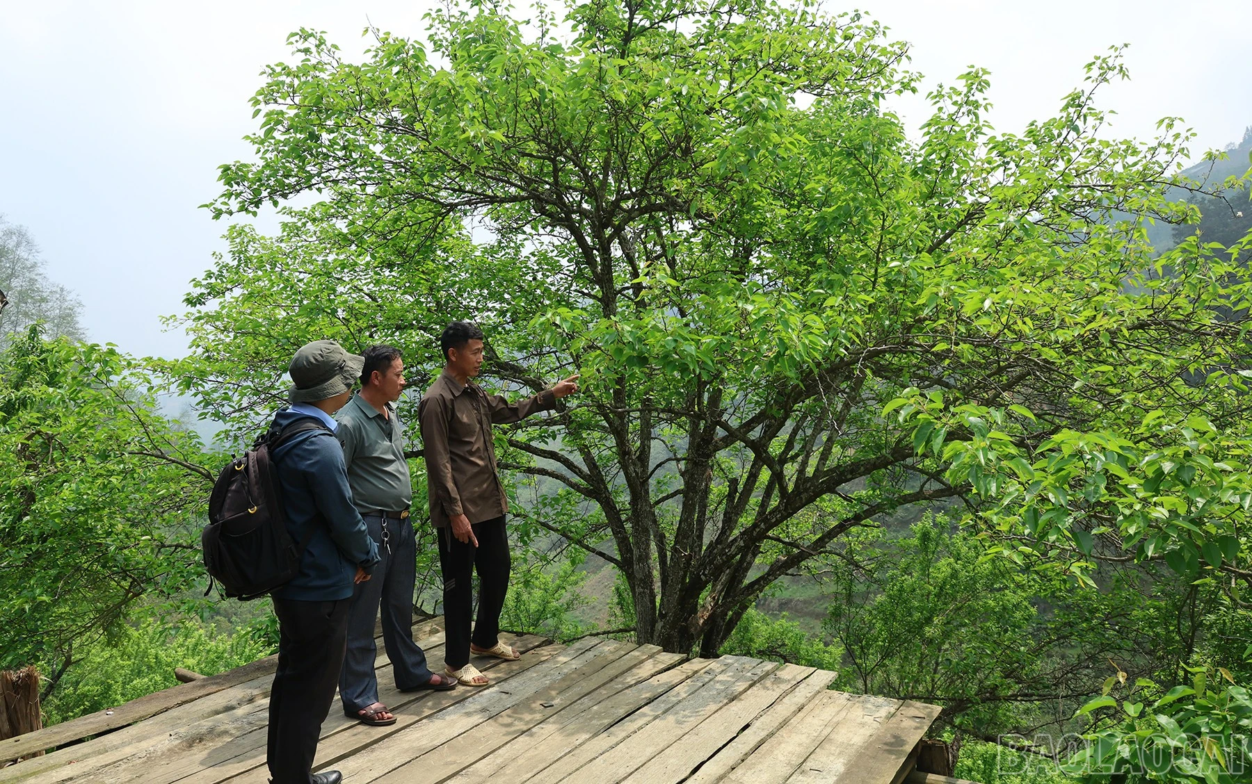 baolaocai-br_img-1271.jpg