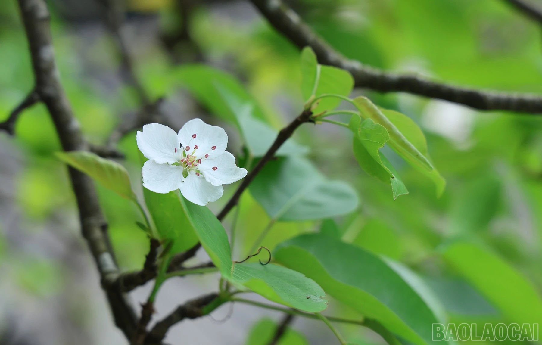 baolaocai-br_img-1149.jpg