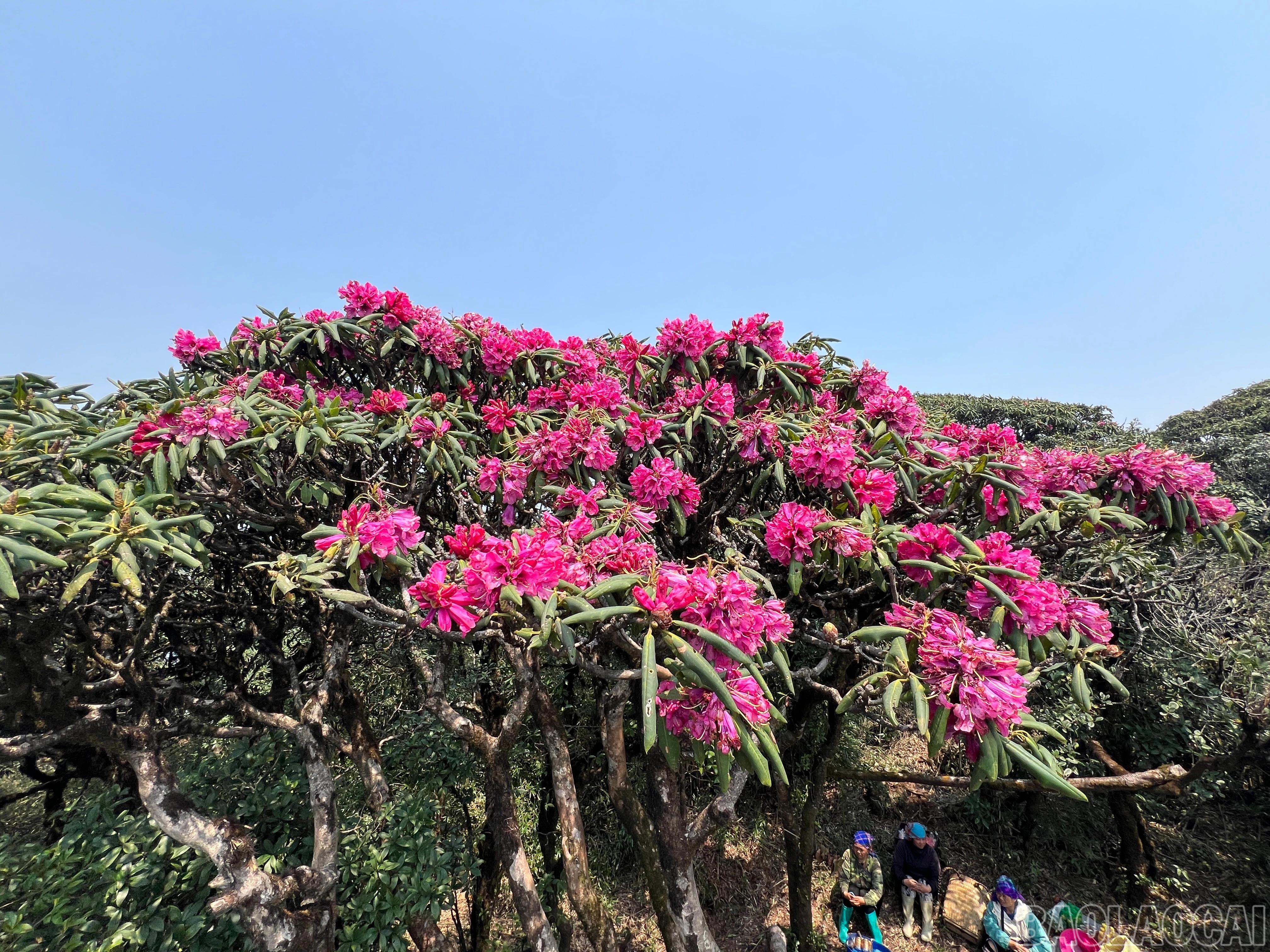 baolaocai-br_putaleng-13.jpg