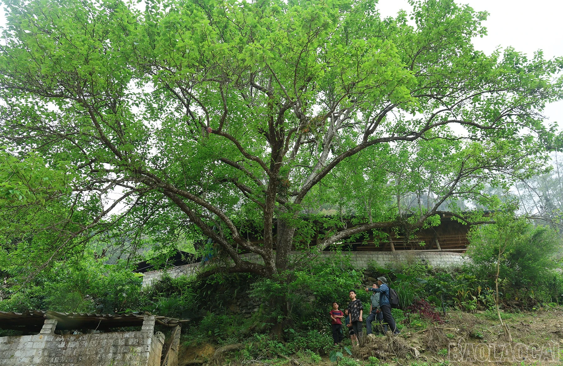 baolaocai-br_img-1181.jpg