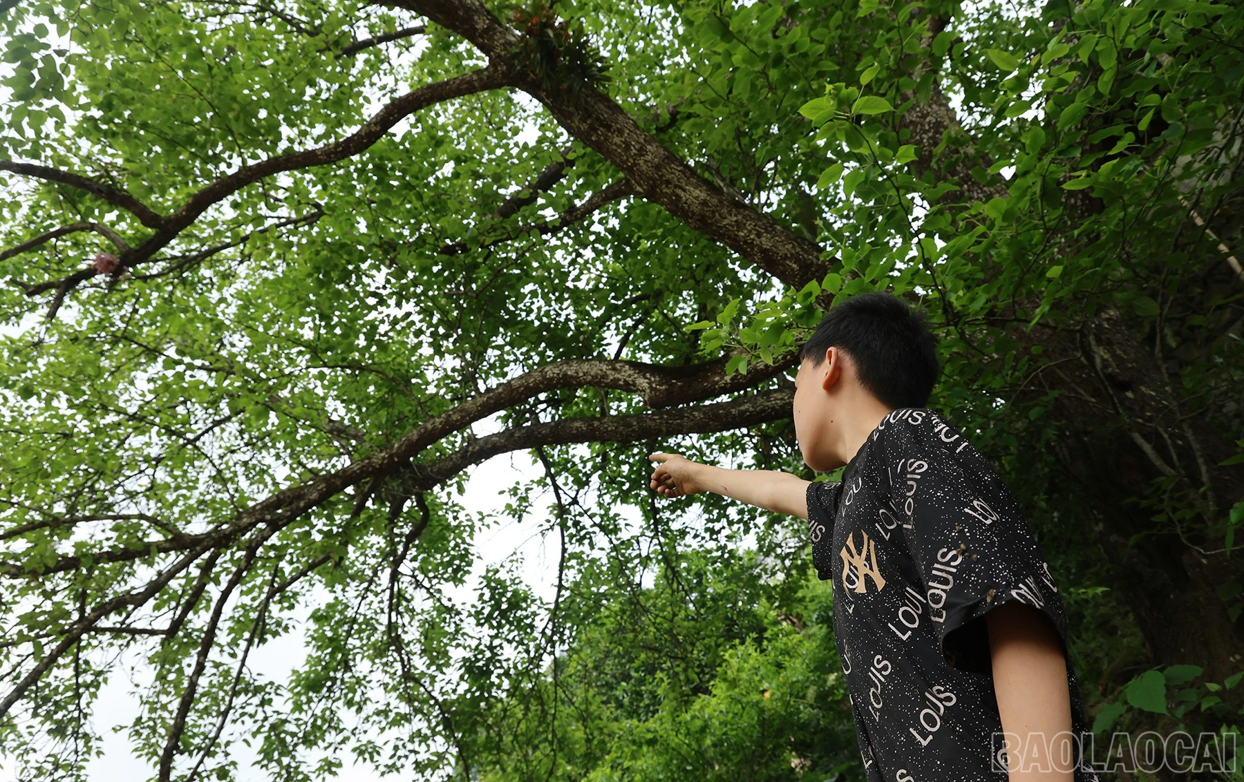 baolaocai-br_img-1215.jpg