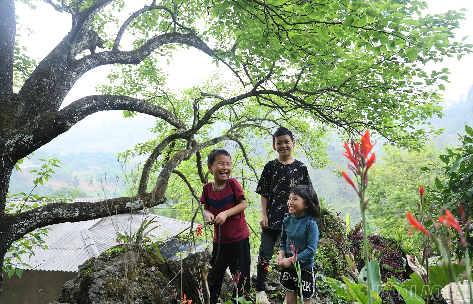 baolaocai-br_img-1120.jpg