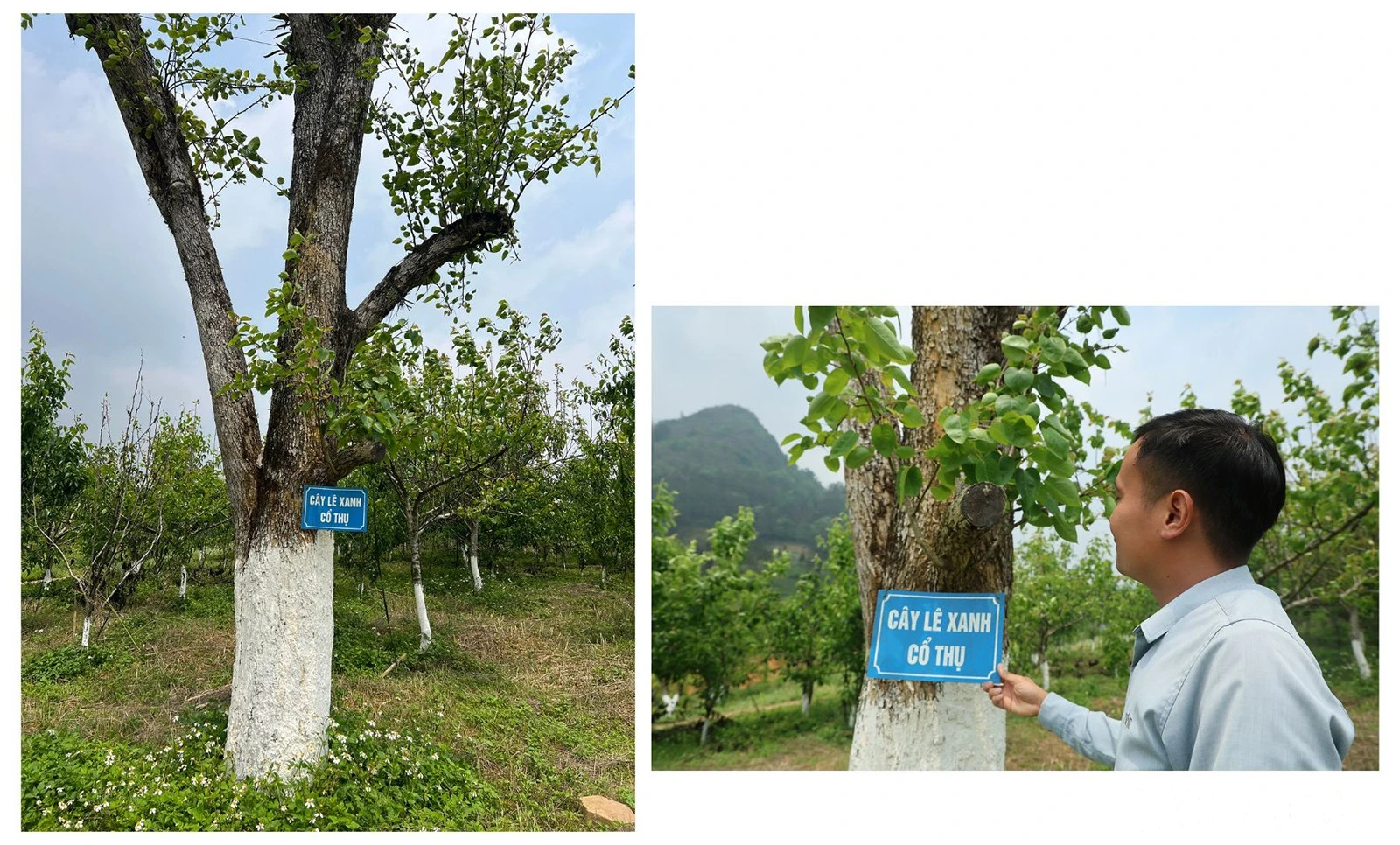 baolaocai-br_6.jpg