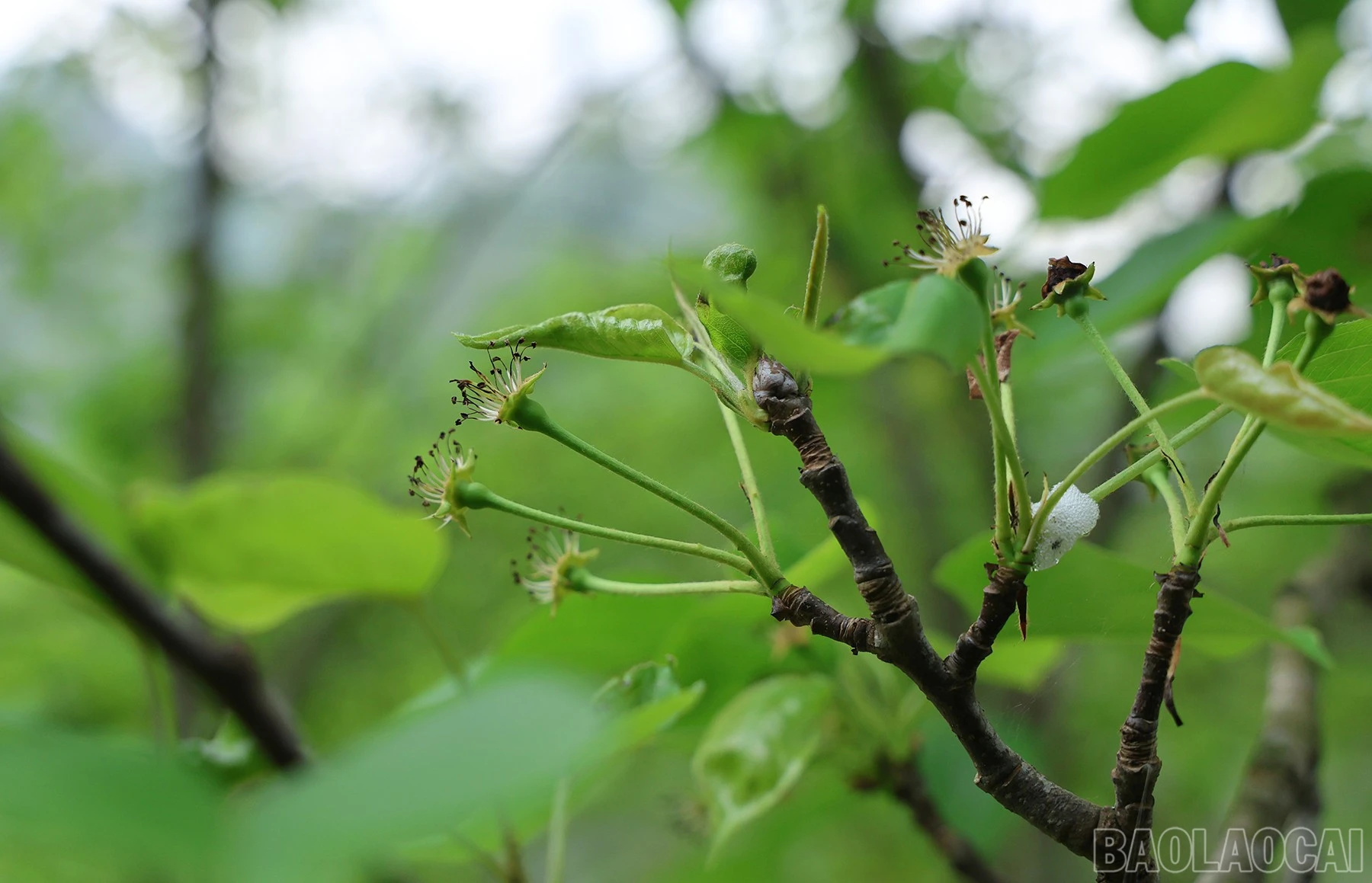 baolaocai-br_img-1155.jpg