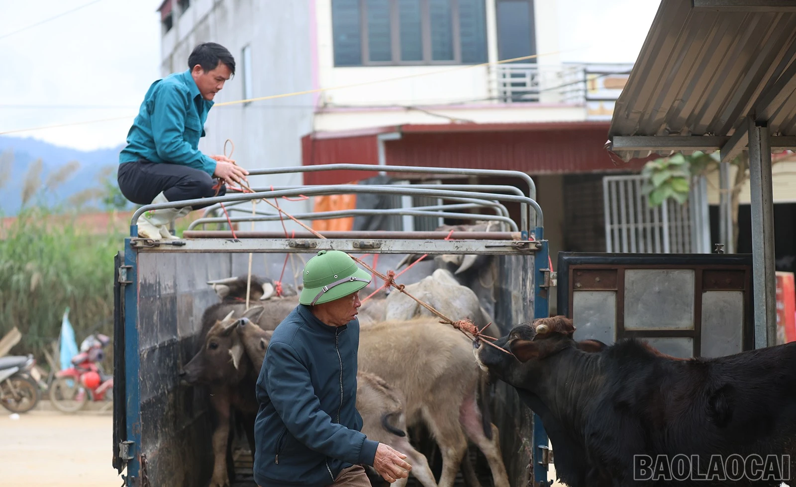 baolaocai-br_img-6724.jpg