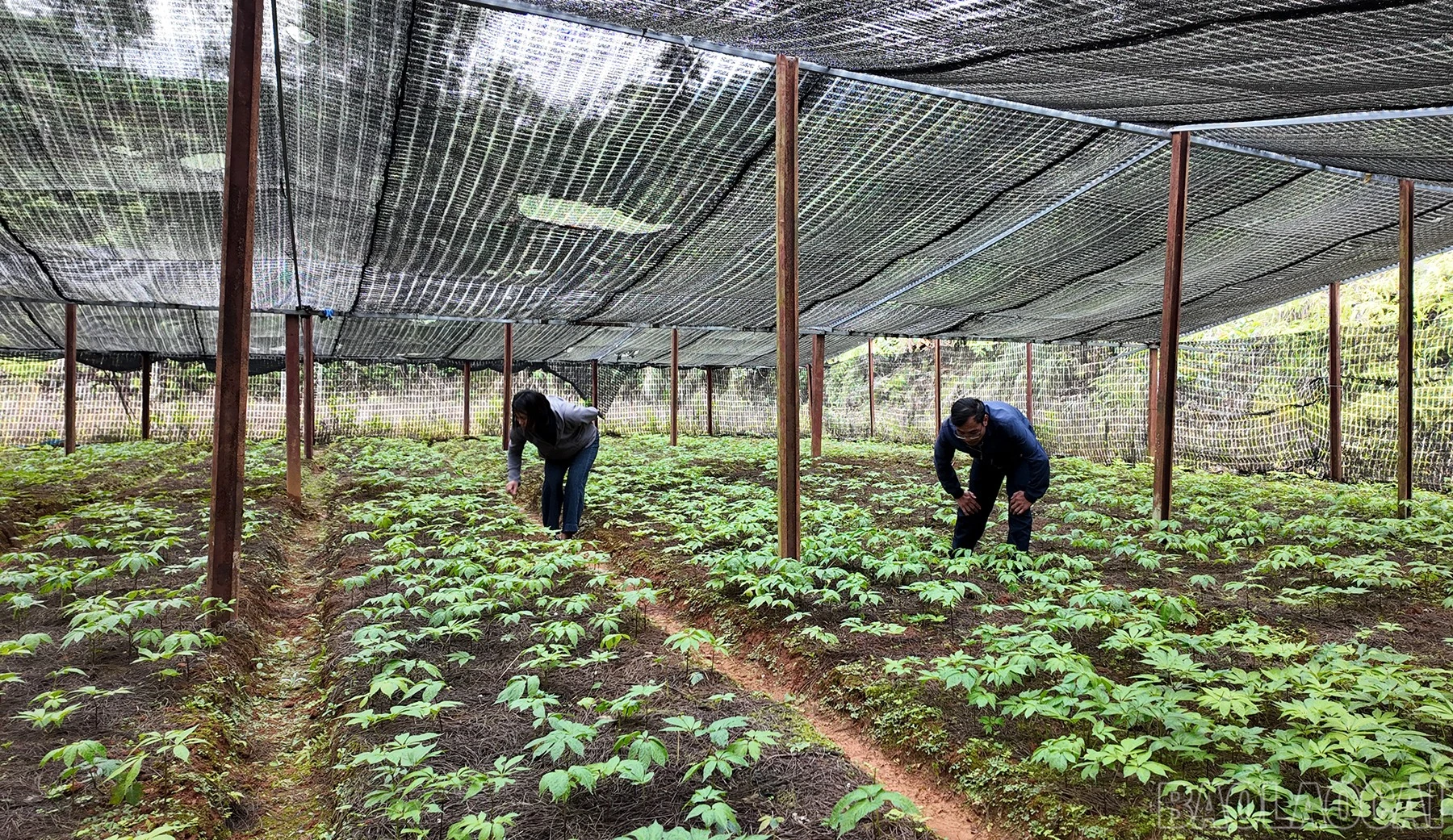 baolaocai-br_tamthat-1.jpg