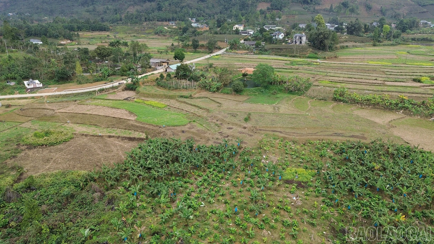baolaocai-br_kte-4.jpg