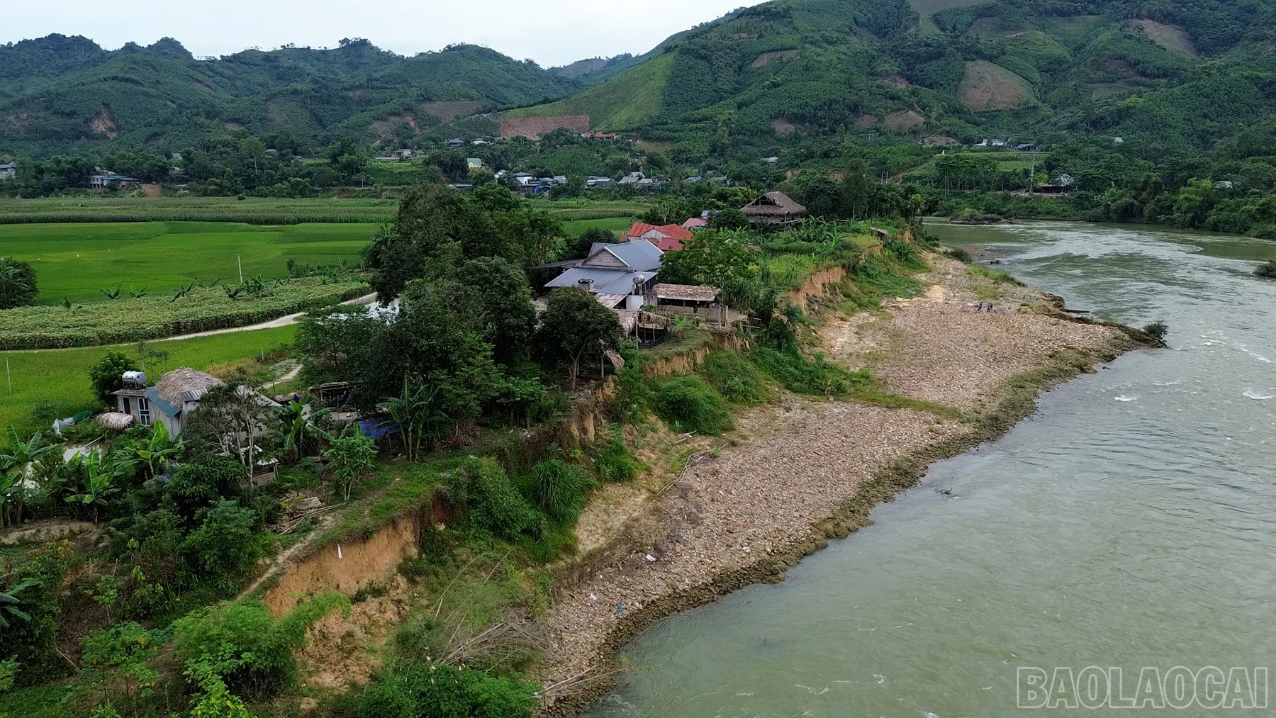 baolaocai-br_satlo-7.jpg